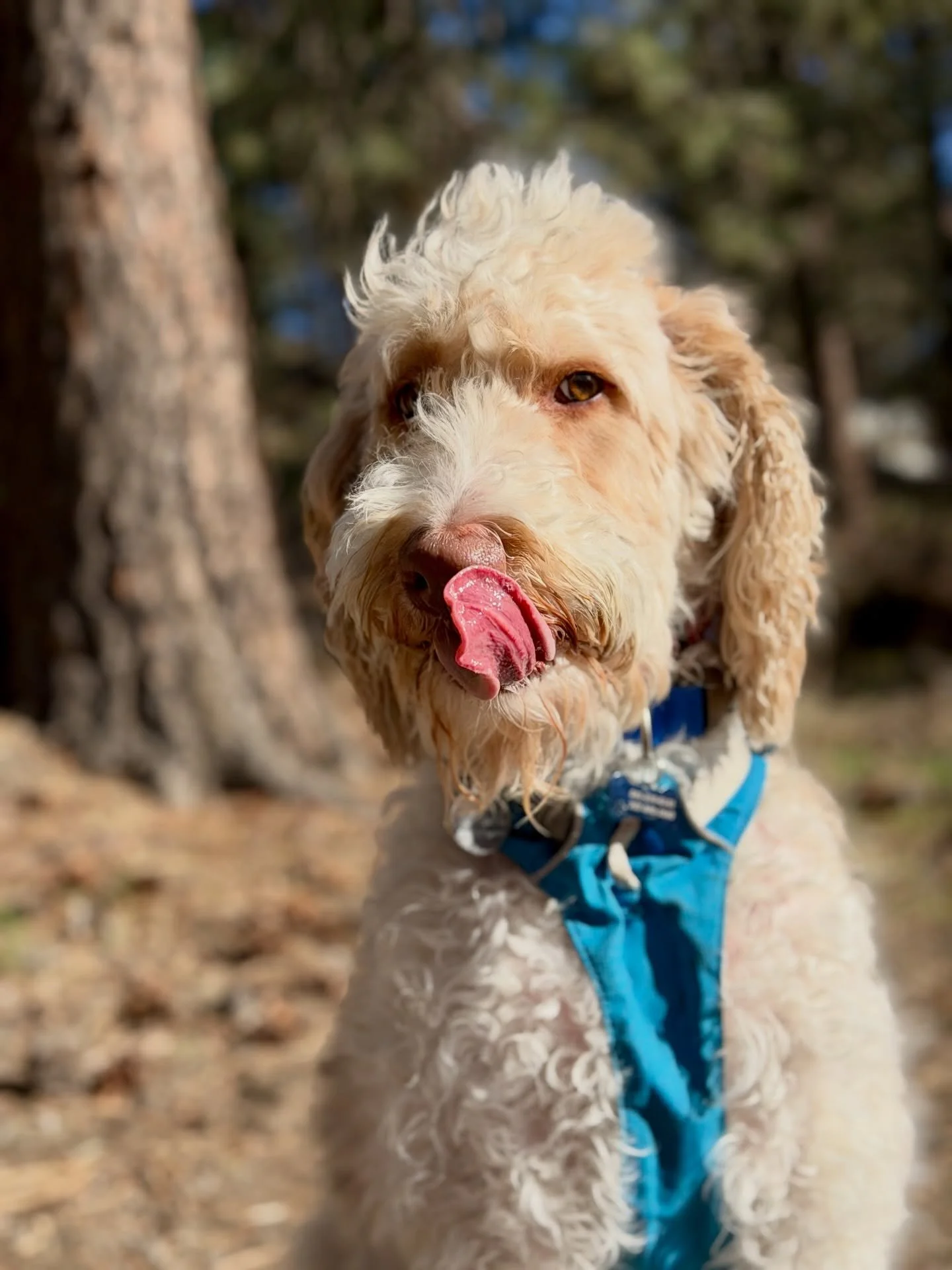 We have our first BIG TIME PULLER. I would like to personally thank Henry boy for propelling me to new running PR&rsquo;s. 

@ruffwear 
@fi.dogs 
@altrarunning