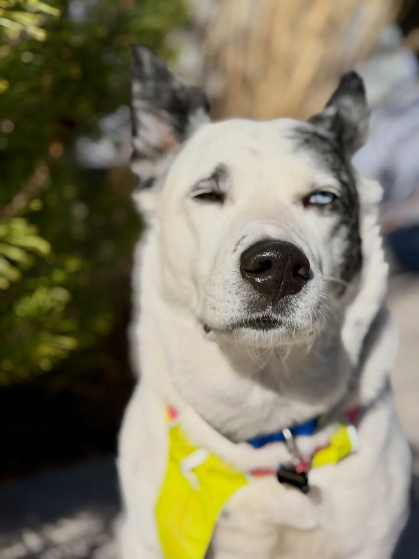 Ollie has only been with us for 5 minutes and he is already fed up. 

@ruffwear 
@fi.dogs 
@altrarunning