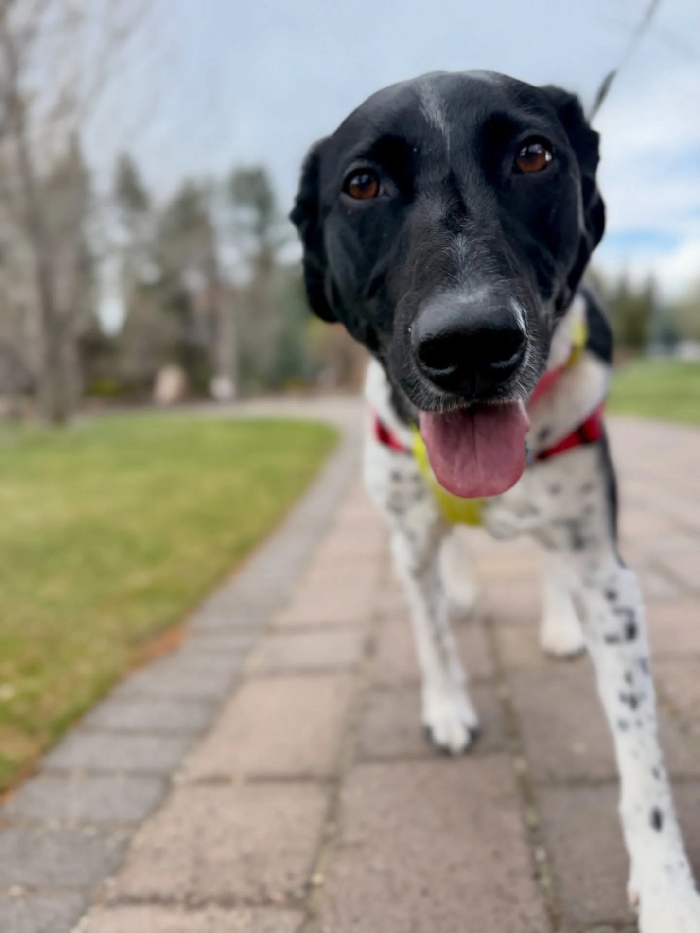 Penny girl enjoyed her free Dash Daycare run at Second Saturday Paws and Pints event in Old Mill.

@gethungryhound 
@ruffwear 
@fi.tracking 
@altrarunning