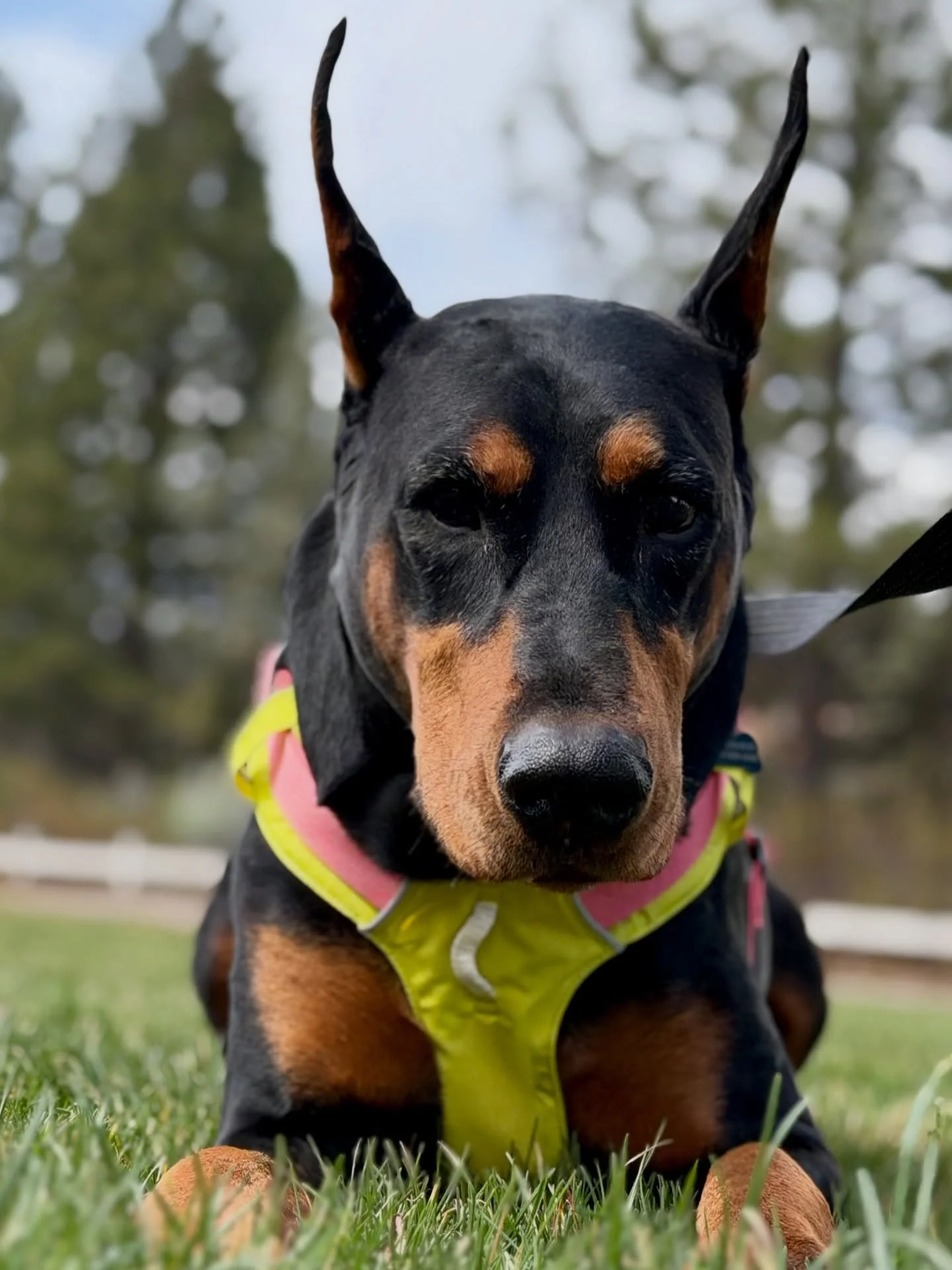 This show-stopping, show-winning stud allowed me to take a quick jog with him today. Erik enjoyed his free Dash Daycare run at Second Saturday Paws and Pints event. 

@gethungryhound 
@ruffwear 
@fi.tracking 
@altrarunning