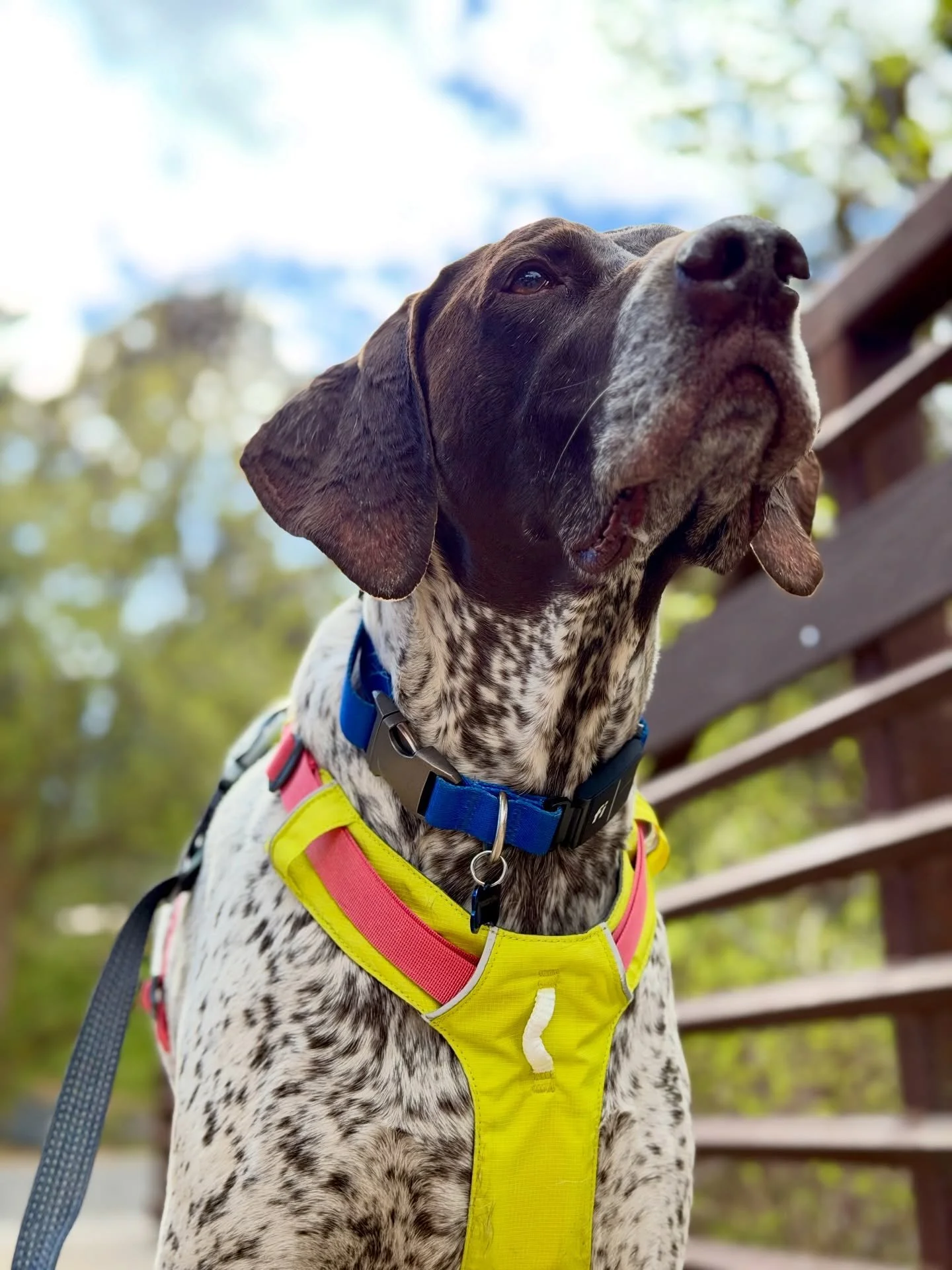Zoom zoom zoom. 

Thank you @fofostreats for letting us steal Maverick today.  He was a very focused and diligent runner, making sure to sniff every available atom. 

@fofostreats are the best way to fuel up, and recover from a long run. 

@ruffwear 