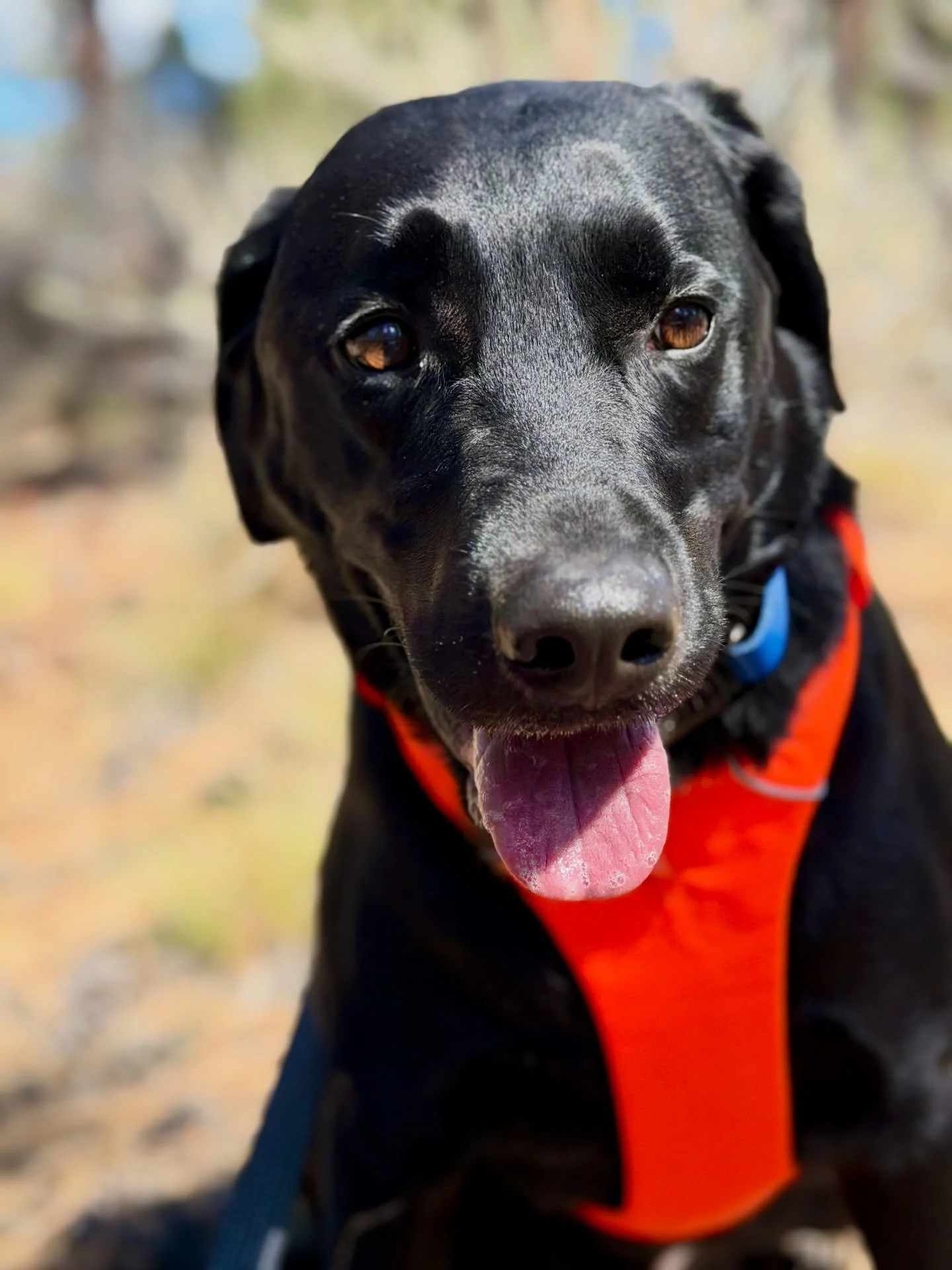 Driven. Excited. Obsessed. Whatever word you use, it&rsquo;s clear Levi loves to run. Welcome aboard buddy. 

@ruffwear 
@fi.tracking 
@altrarunning