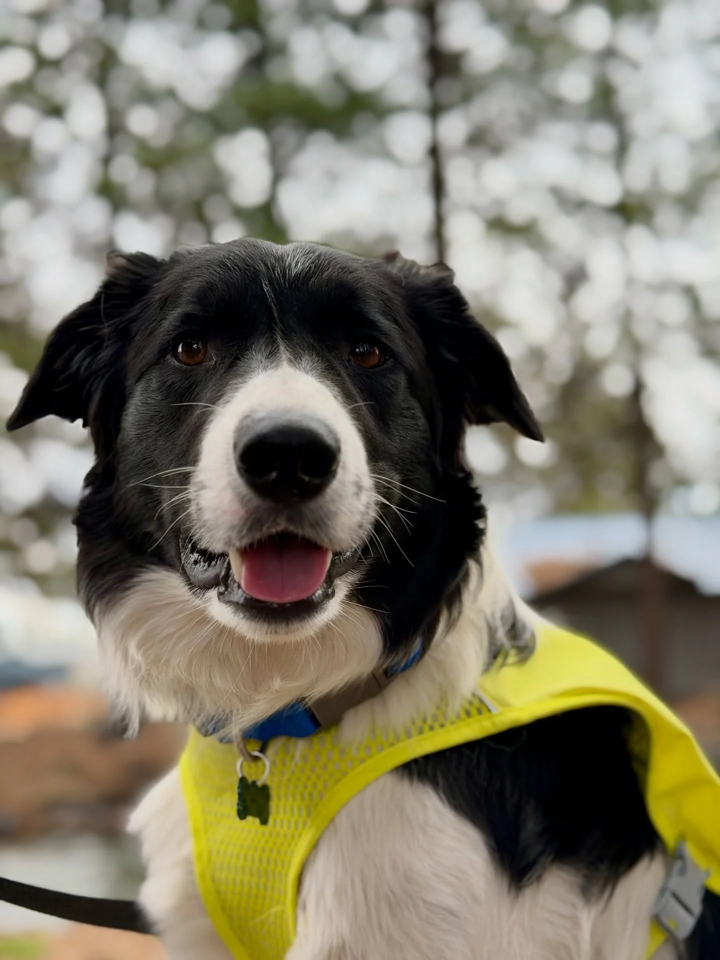 Little Prince may look like a regal gentleman, but he&rsquo;s just a baby!

Welcome friend. 

@ruffwear 
@fi.tracking 
@altrarunning