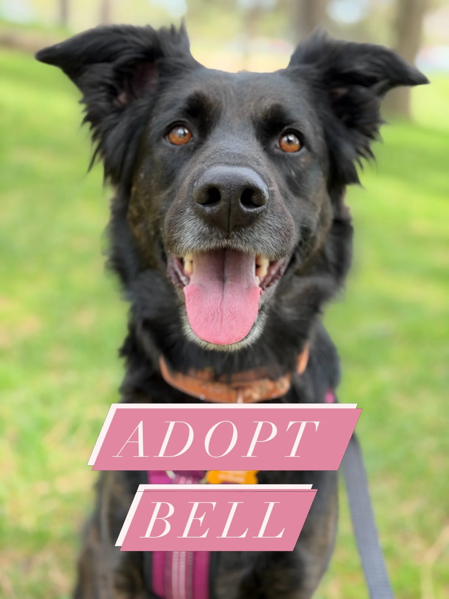 A shy German Shepard mix is a rare breed, a diamond in the ruff. 

Bell is available for foster/adoption @streetdoghero.

@ruffwear 
@fi.tracking 
@altrarunning