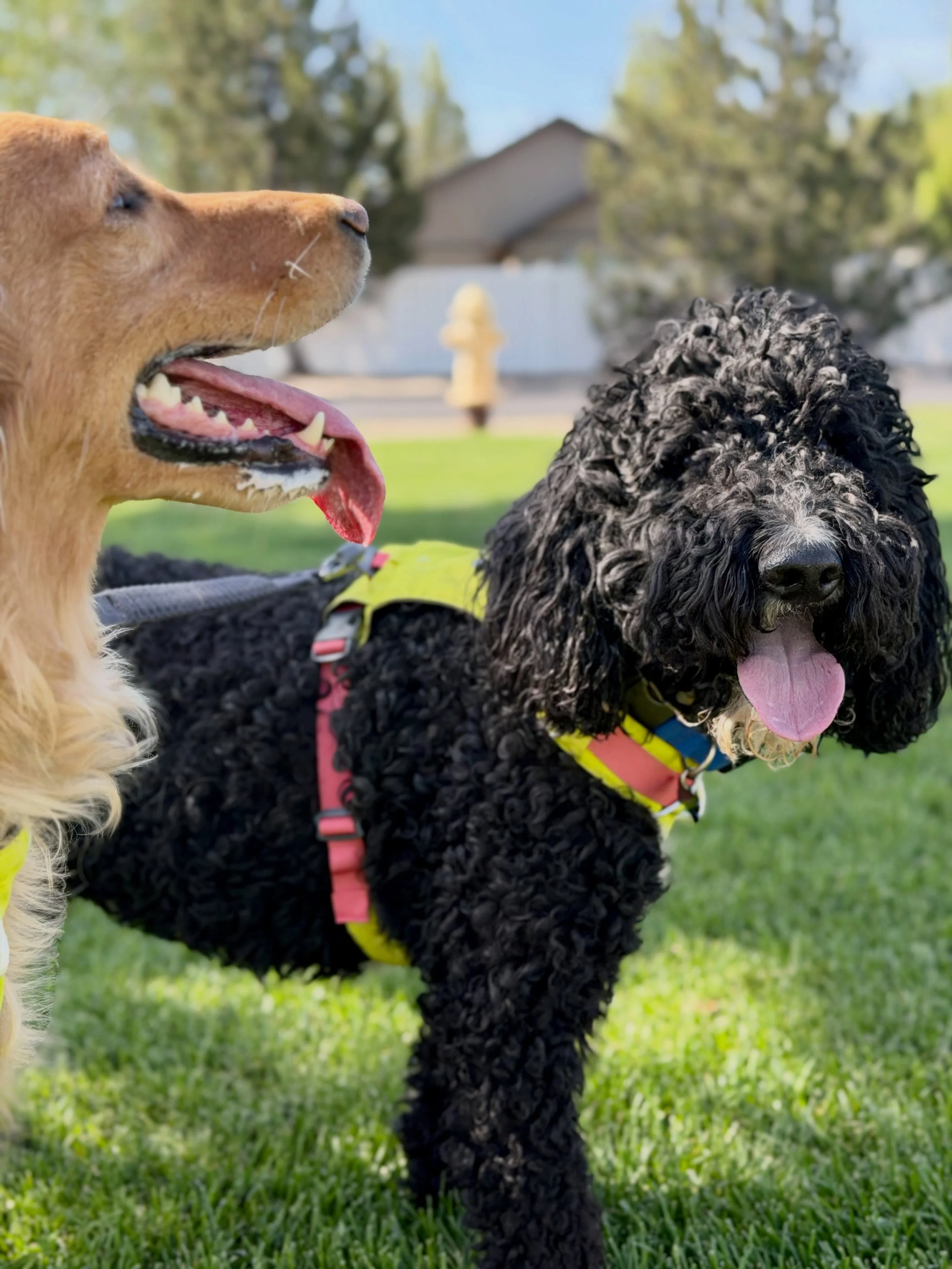 Yeaahh, here come the rooster (and charlotte)!!!!

Two new runners!

@ruffwear 
@fi.tracking 
@altrarunning