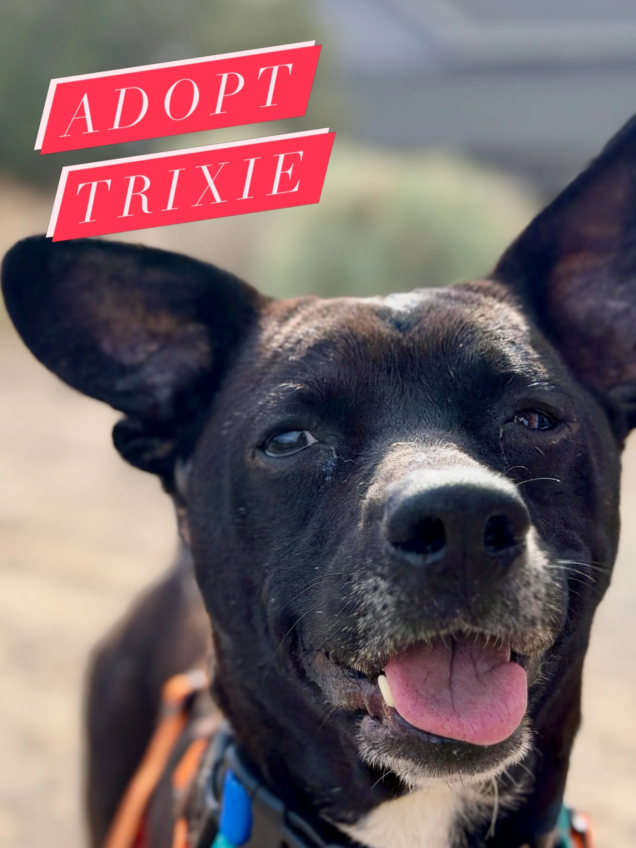 Trixie is constitutionally incapable of making a normal face. 

She is also available for foster/adoption @streetdoghero 

@ruffwear 
@fi.tracking 
@altrarunning