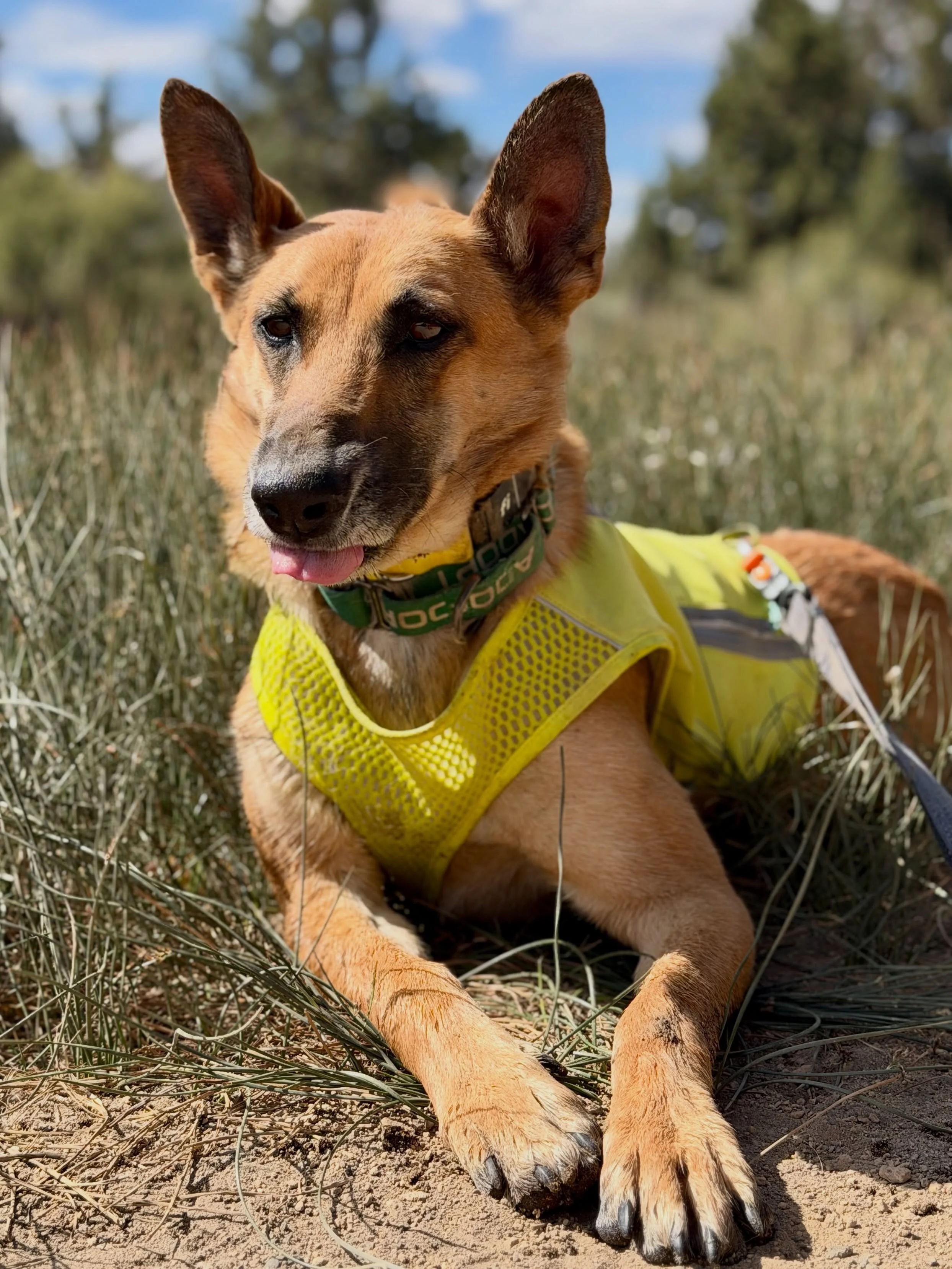 Benny boy was adopted before I even got a chance to post. Makes sense. He&rsquo;s such a cool feller. 

@streetdoghero 
@ruffwear 
@fi.tracking 
@altrarunning