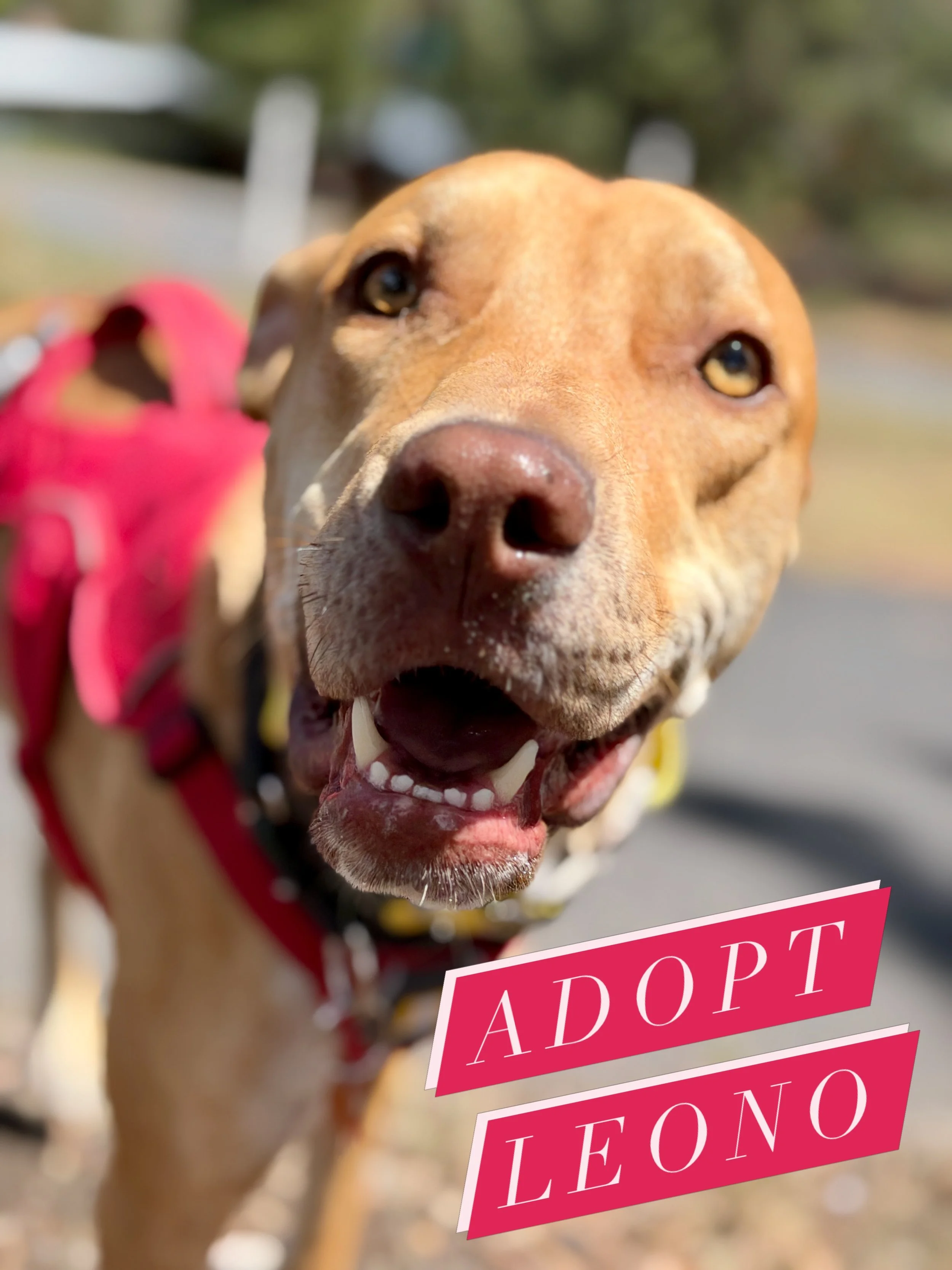 Leono won&rsquo;t be the easiest, but when you get him dialed, he will be your best friend. 

He is available for foster/adoption @streetdoghero 

@ruffwear 
@fi.tracking 
@altrarunning
