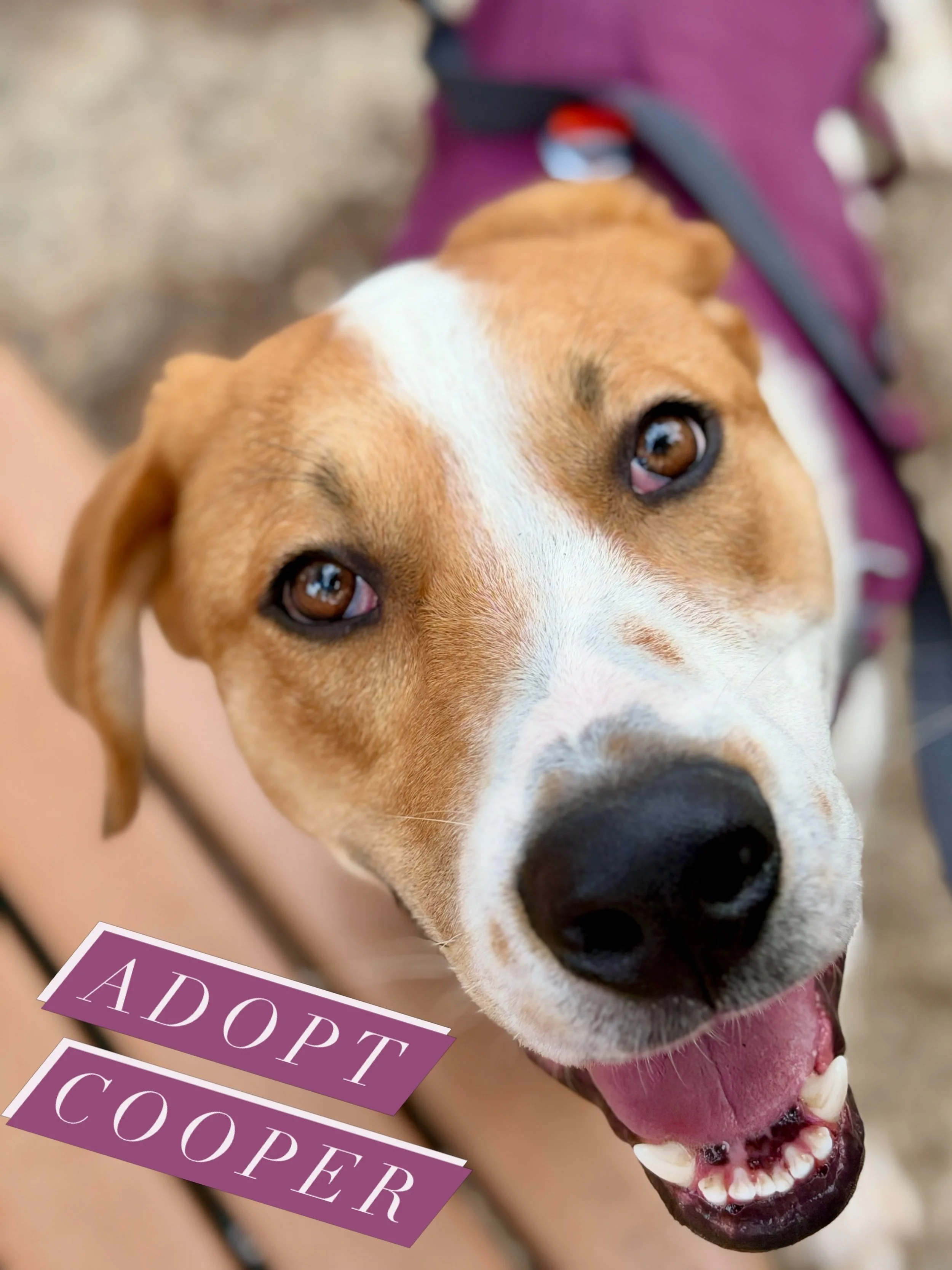 Cooper will go quick. Grade A rescue. 

He is available for foster/adoption @streetdoghero 

@ruffwear 
@fi.tracking 
@altrarunning