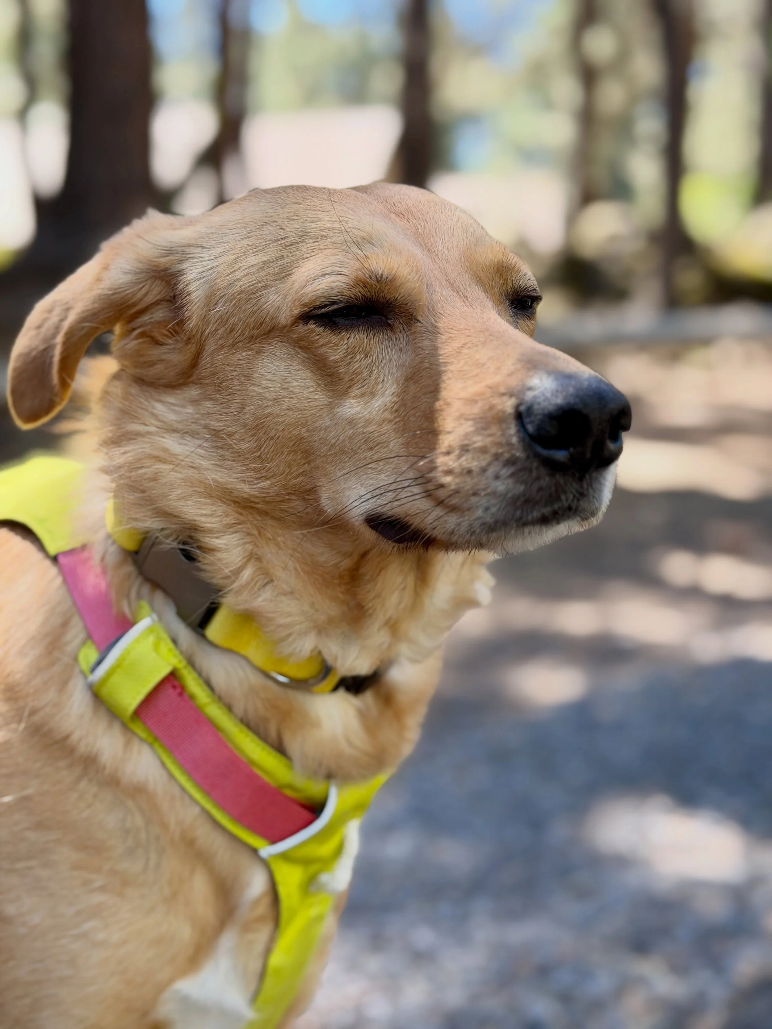 Very excited to see this shy boy come out of his shell. 

Welcome to the run club, Gabe.

@ruffwear 
@fi.tracking 
@altrarunning