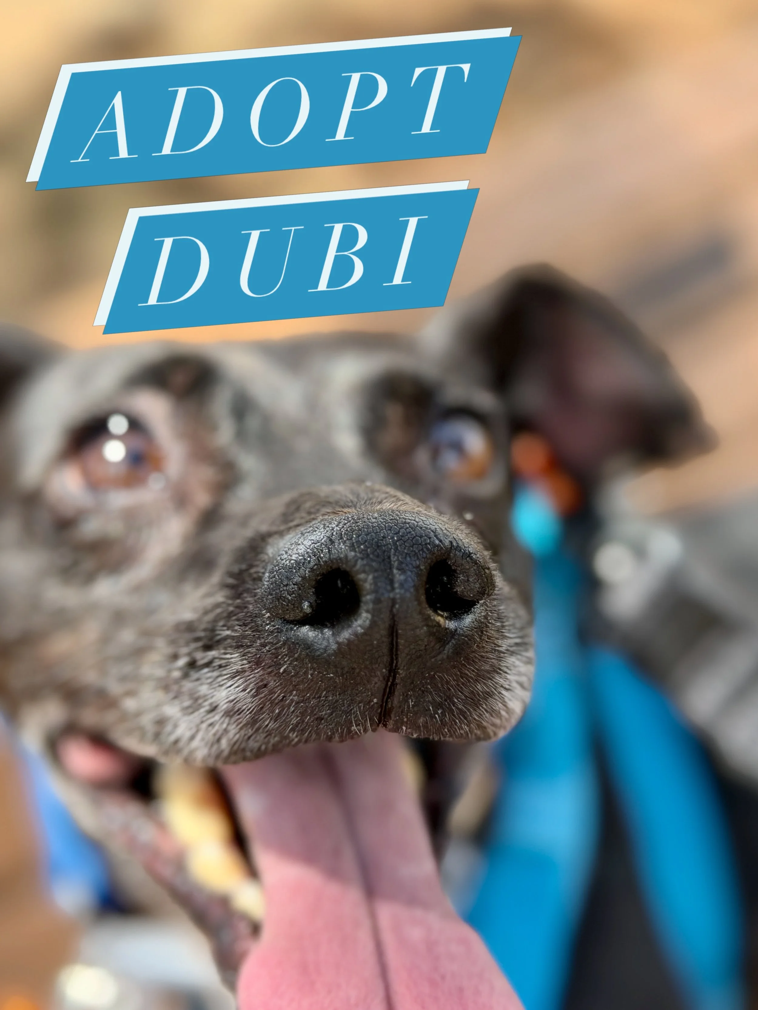 Dubi has the perfect &ldquo;I wanna play, but I won&rsquo;t bark your ear off.&rdquo; Energy. I perfect gentleman. 

He is available for foster/adoption @streetdoghero 

@ruffwear 
@fi.tracking 
@altrarunning