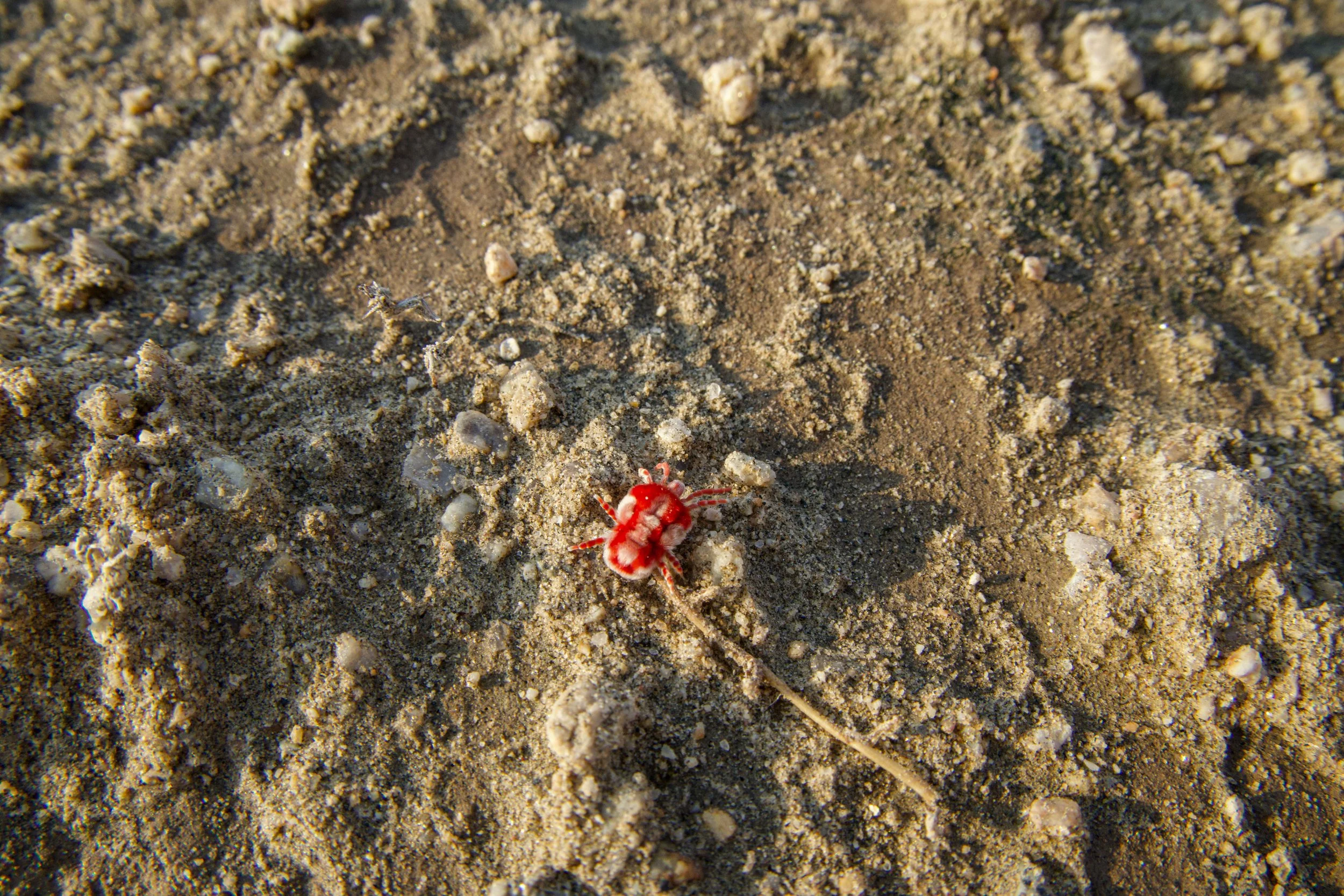 IC3A8703.jpg