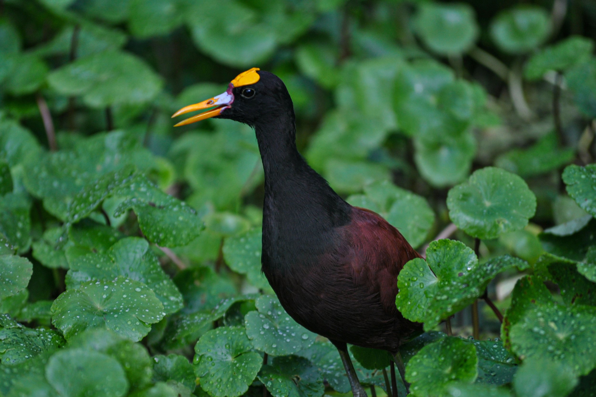 DSC_0133.jpg