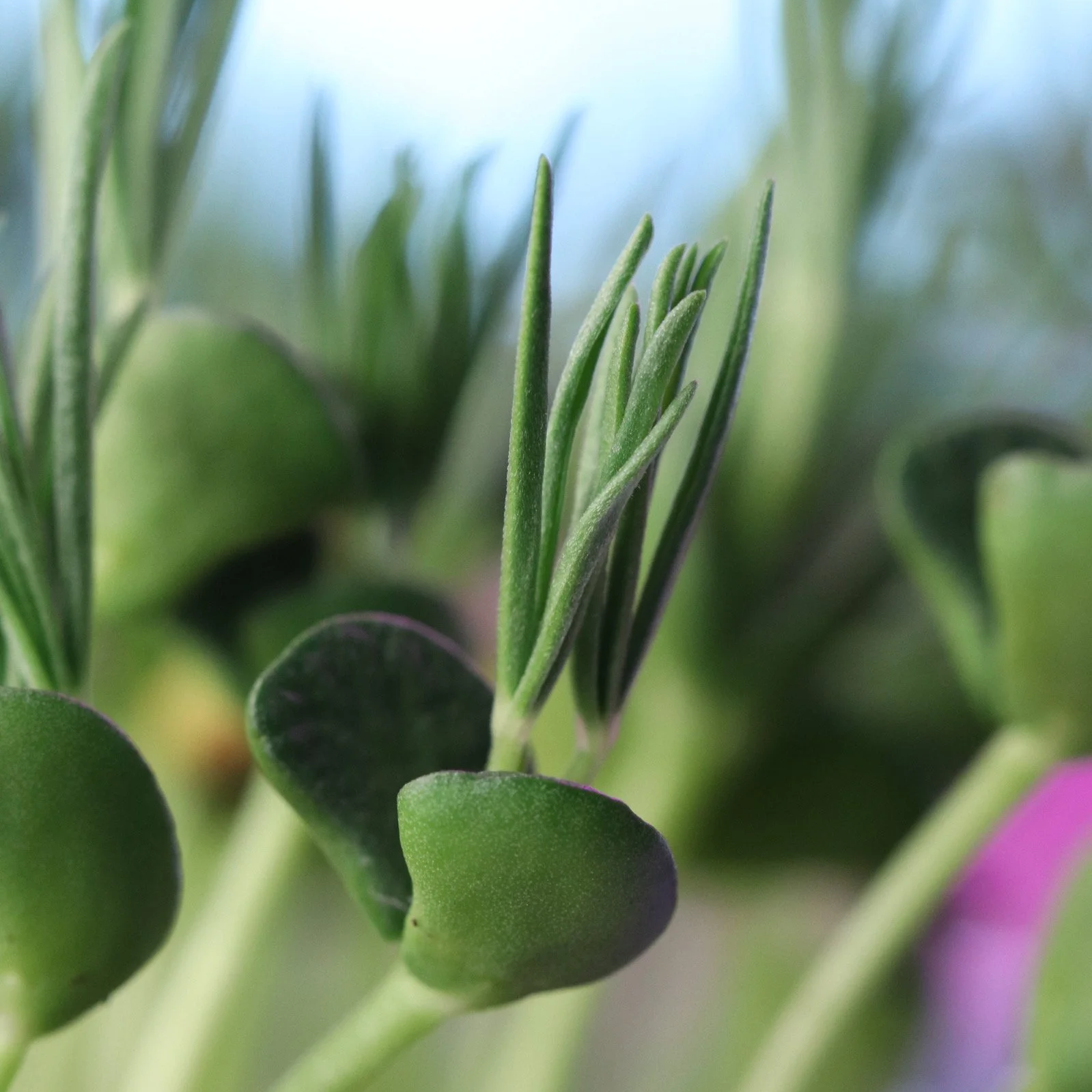 Close-up of a green sprout with small, smooth leaves.