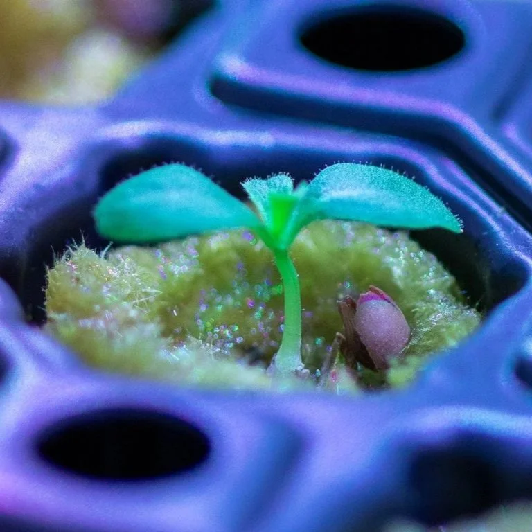 Close-up of a small green seedling with two leaves growing in a sprouting seed, surrounded by a yellowish-green seed shell, in a black plastic container.