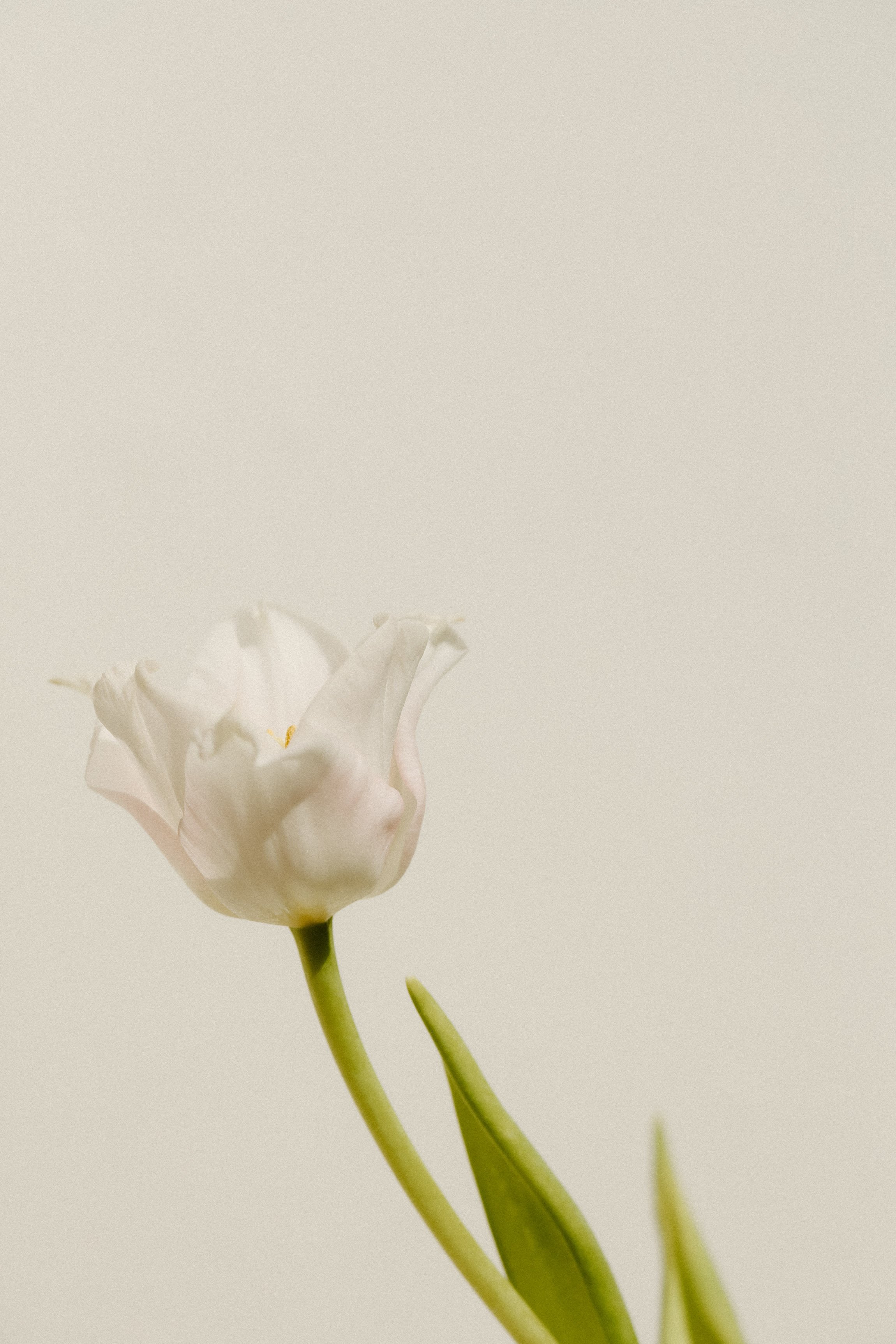 one page squarespace site design