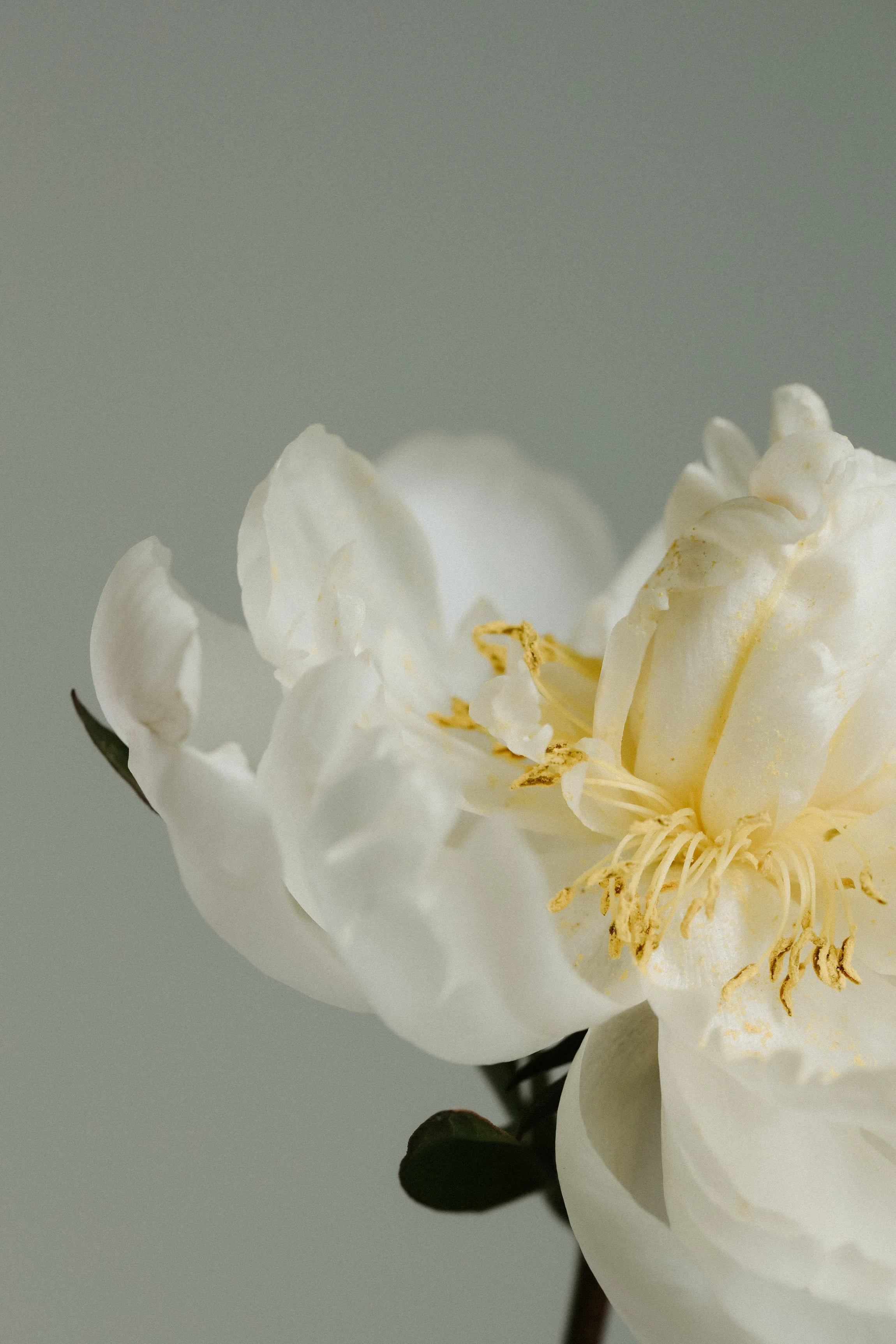 small business premium squarespace site design