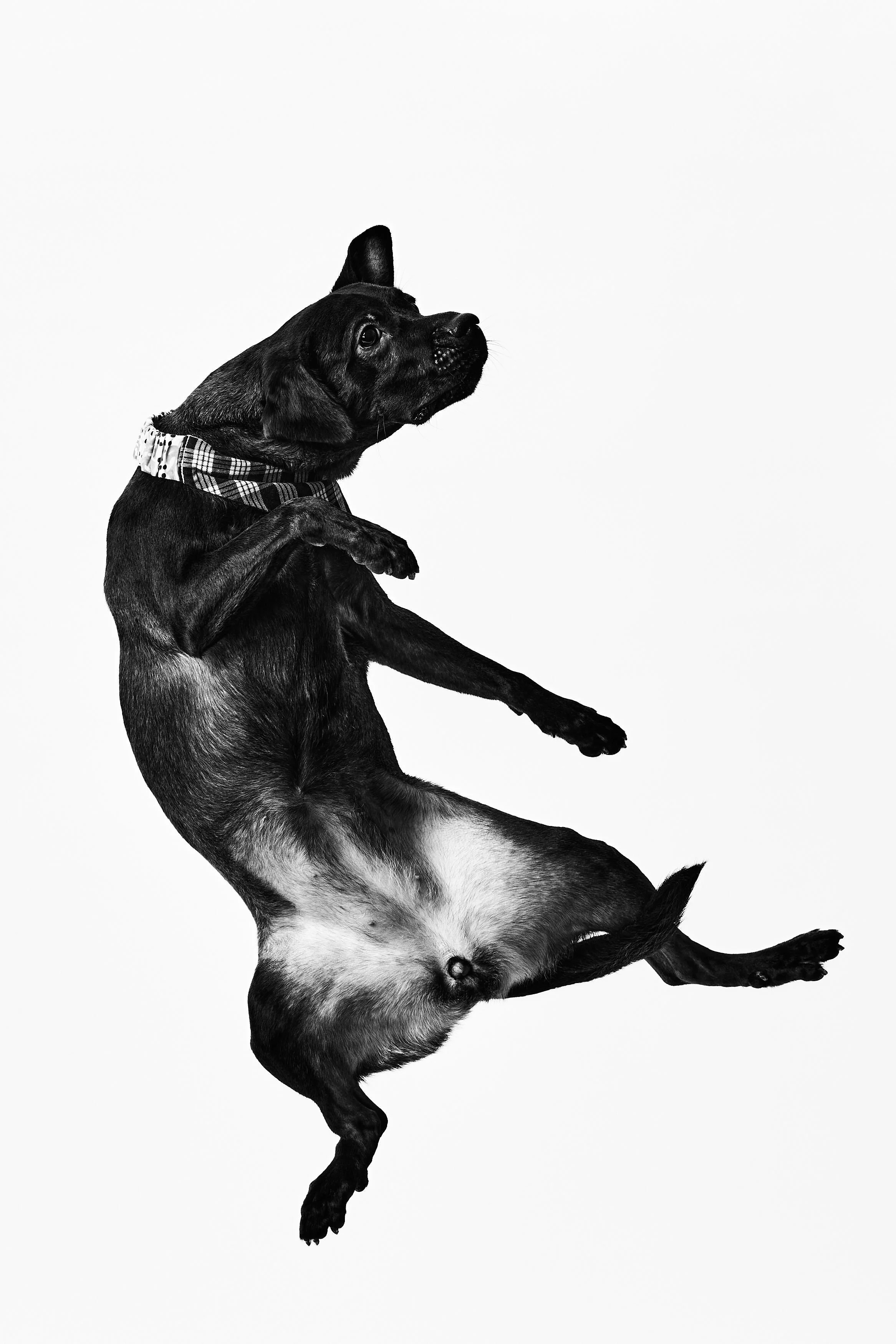 Black and white photo of a dog lying on its side against a plain background.