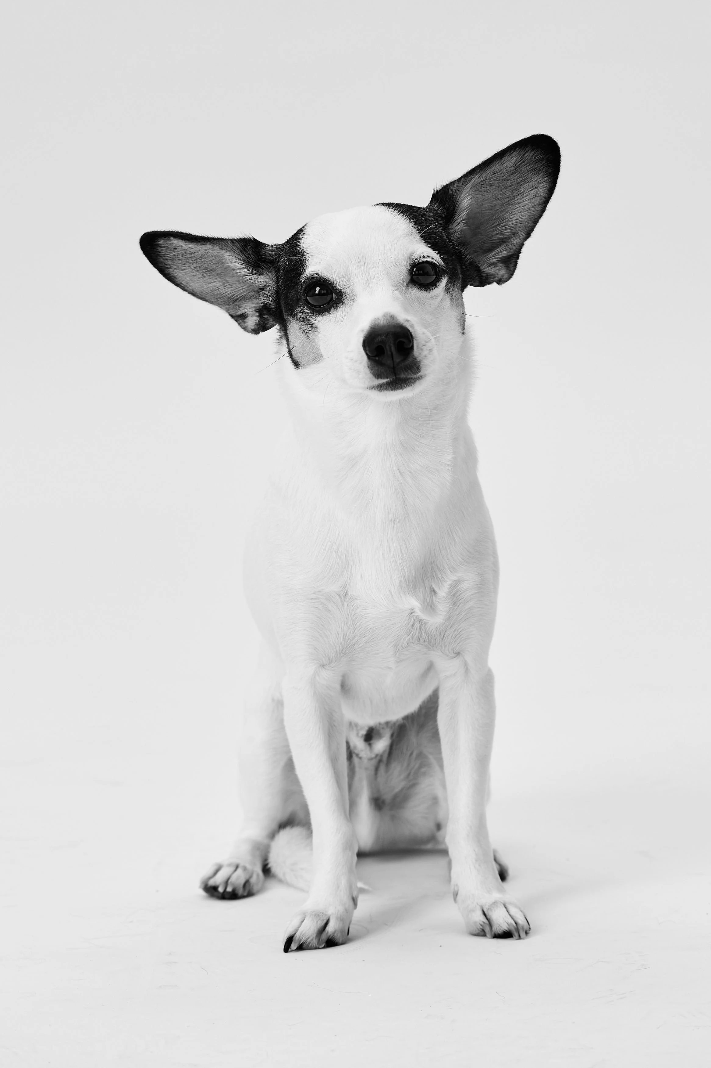 Black and white photo of a small dog with one ear upright and the other floppy, sitting on a white background.