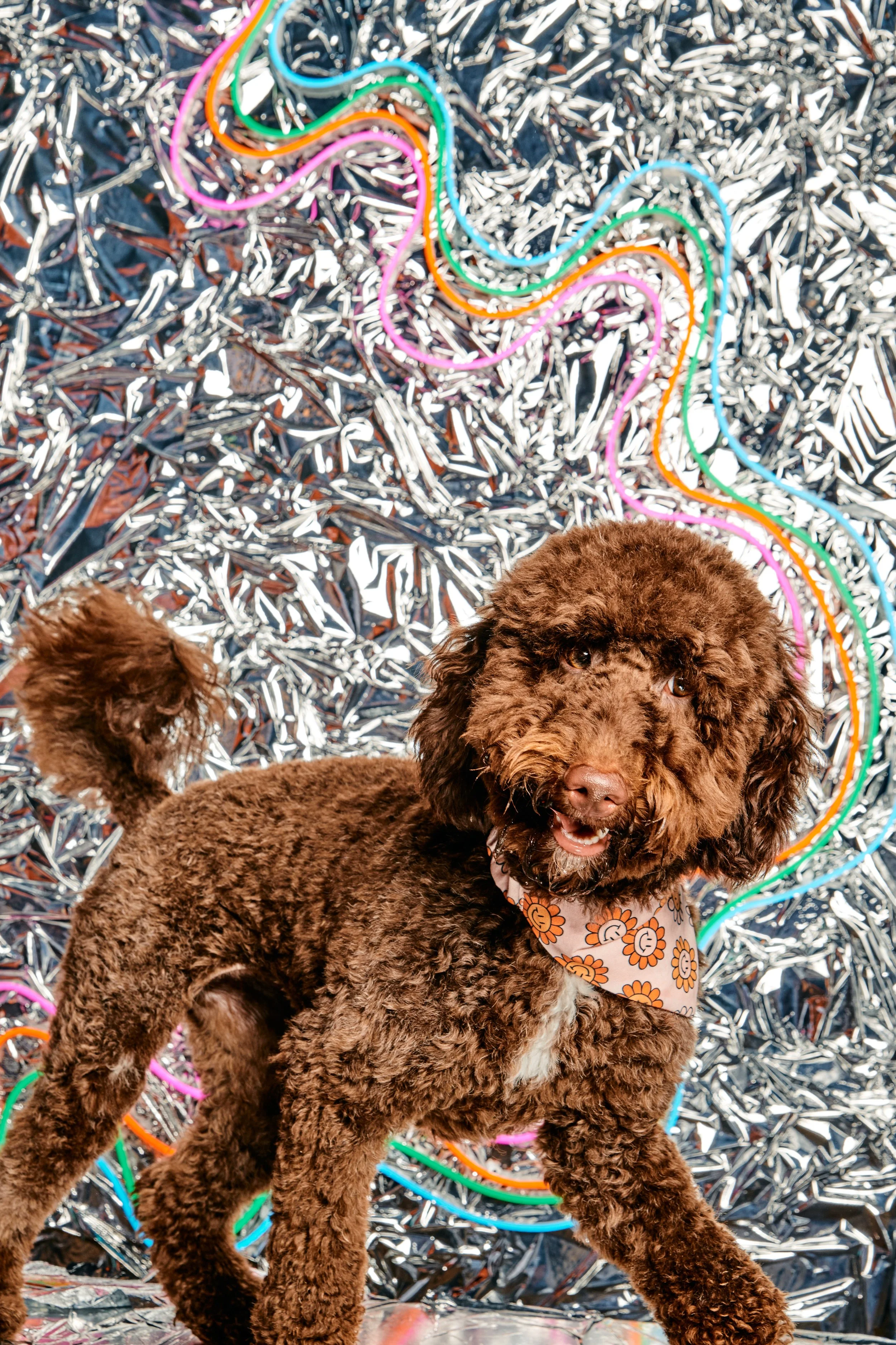 A brown, curly-coated dog with a floral bandana around its neck standing in front of a colorful, metallic foil background with neon light designs.