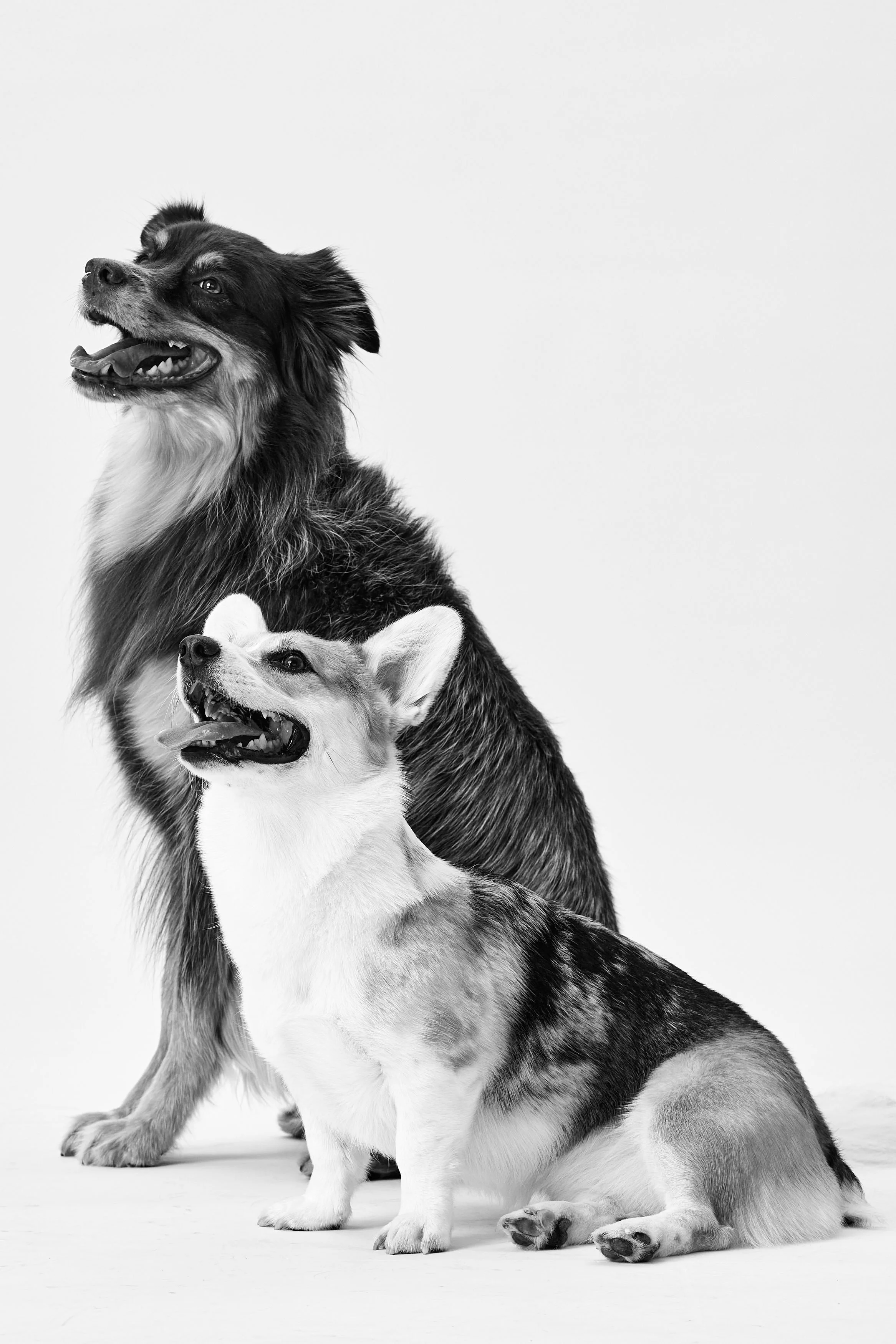Black and white photo of a large dog sitting behind a smaller dog, both looking up and smiling with their tongues out against a plain background.