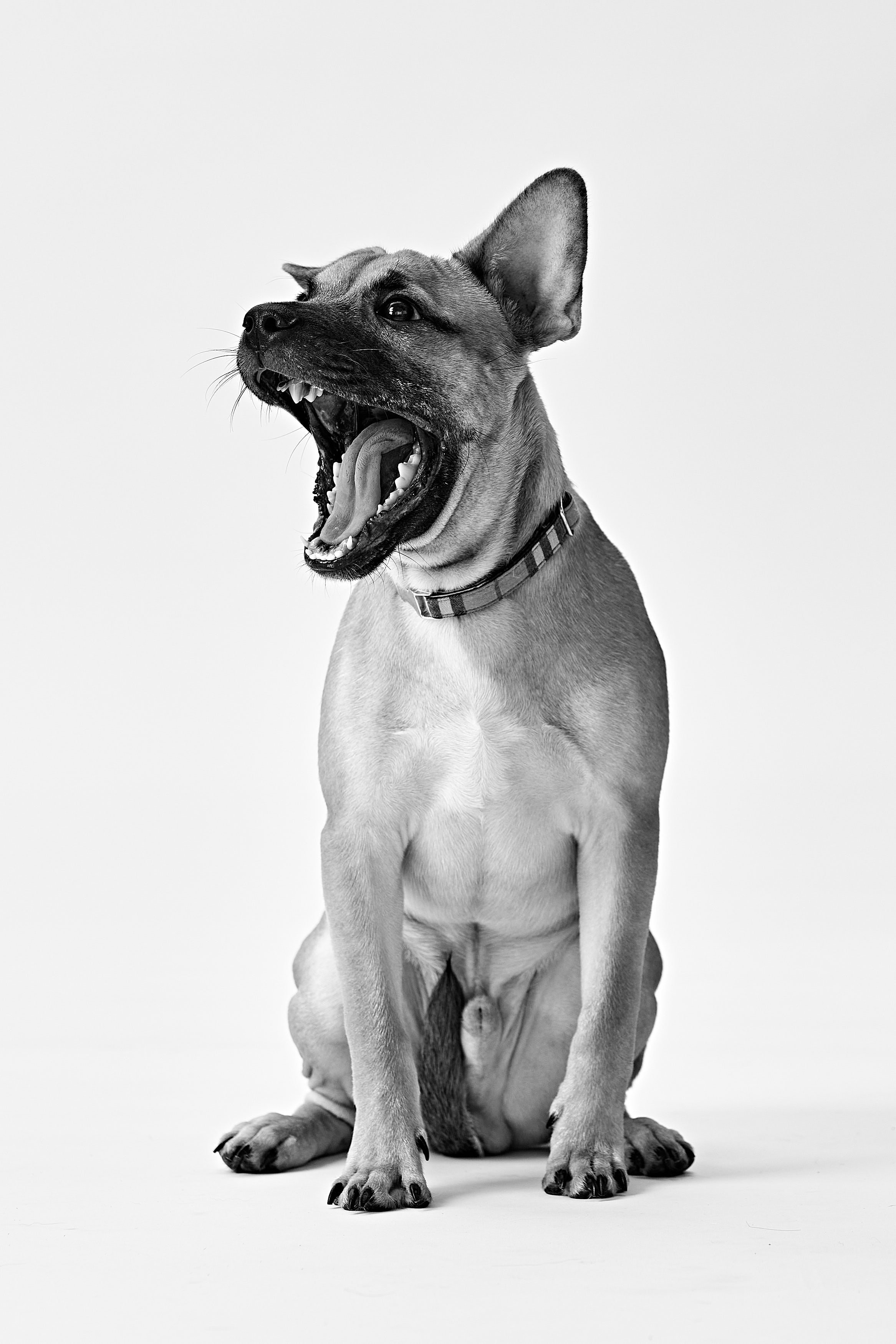Black and white photo of a dog sitting and yawning with mouth wide open, showing teeth and tongue, against a plain background.