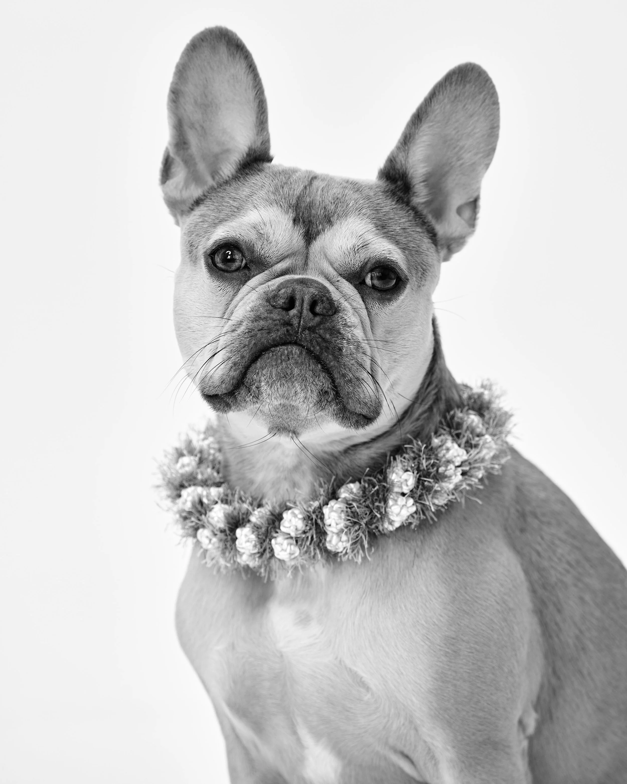 Black and white photo of a French Bulldog wearing a floral collar, looking at the camera.