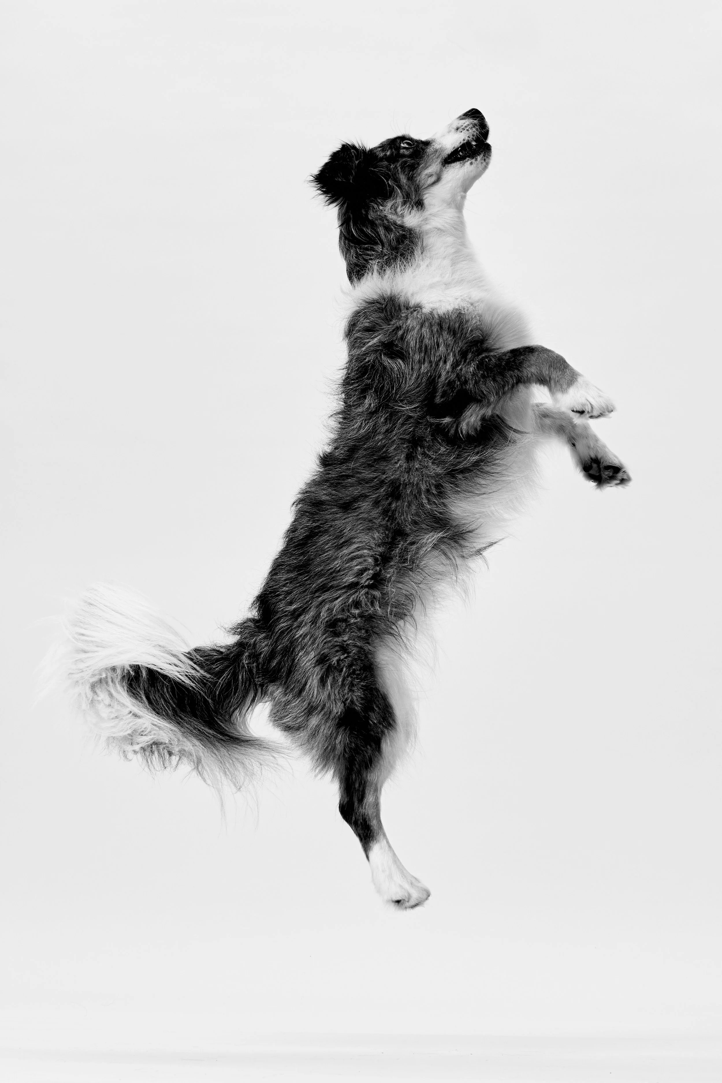 A black and white photo of a dog standing on its hind legs, appearing to reach or stretch upward against a plain background.