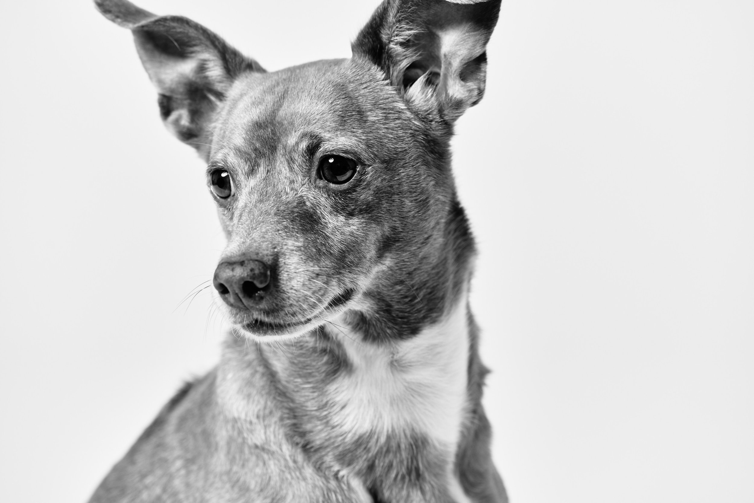 Black and white photograph of a small dog with large ears, looking to the side.