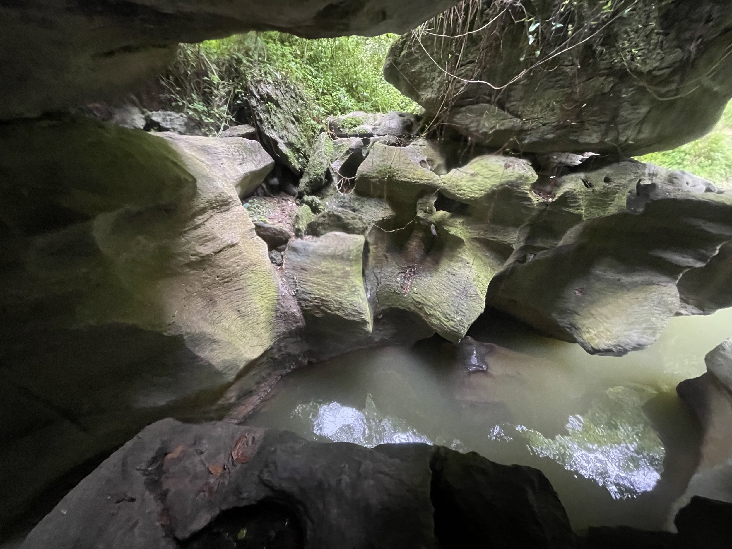 El Junque National Forest, Puerto Rico