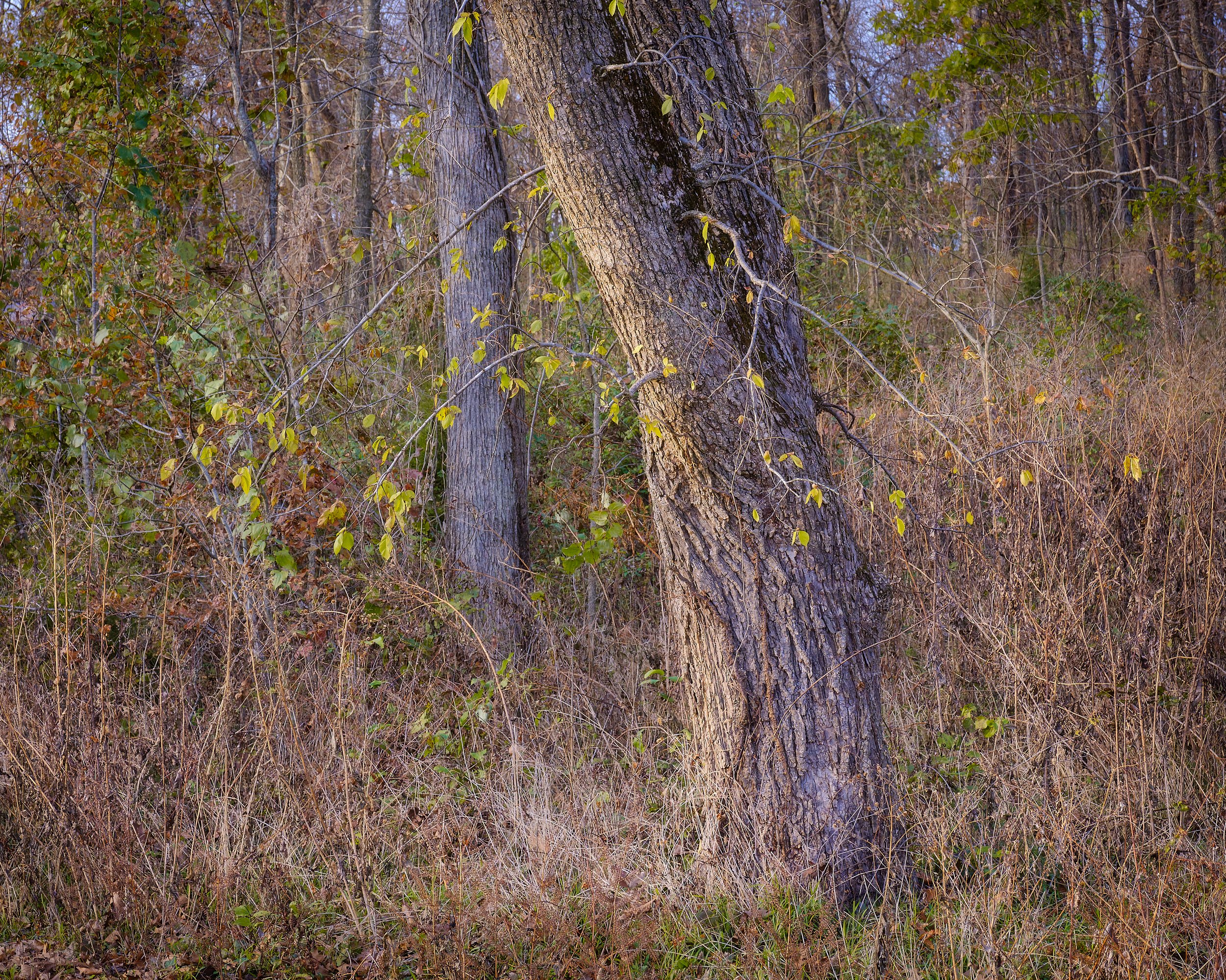 Treebeard (2019)