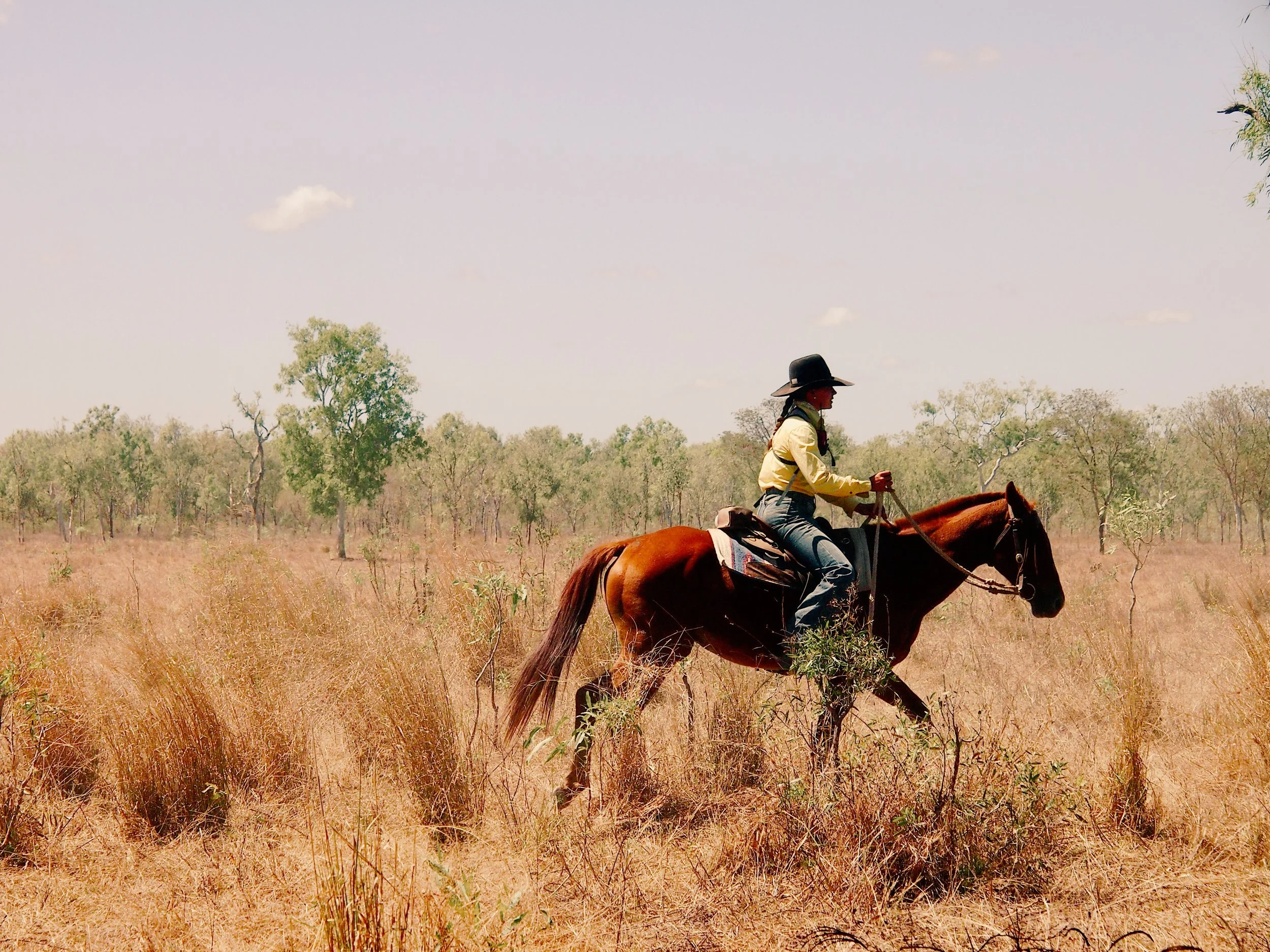 Mustering cattle on horse back. Station hand riding horse.