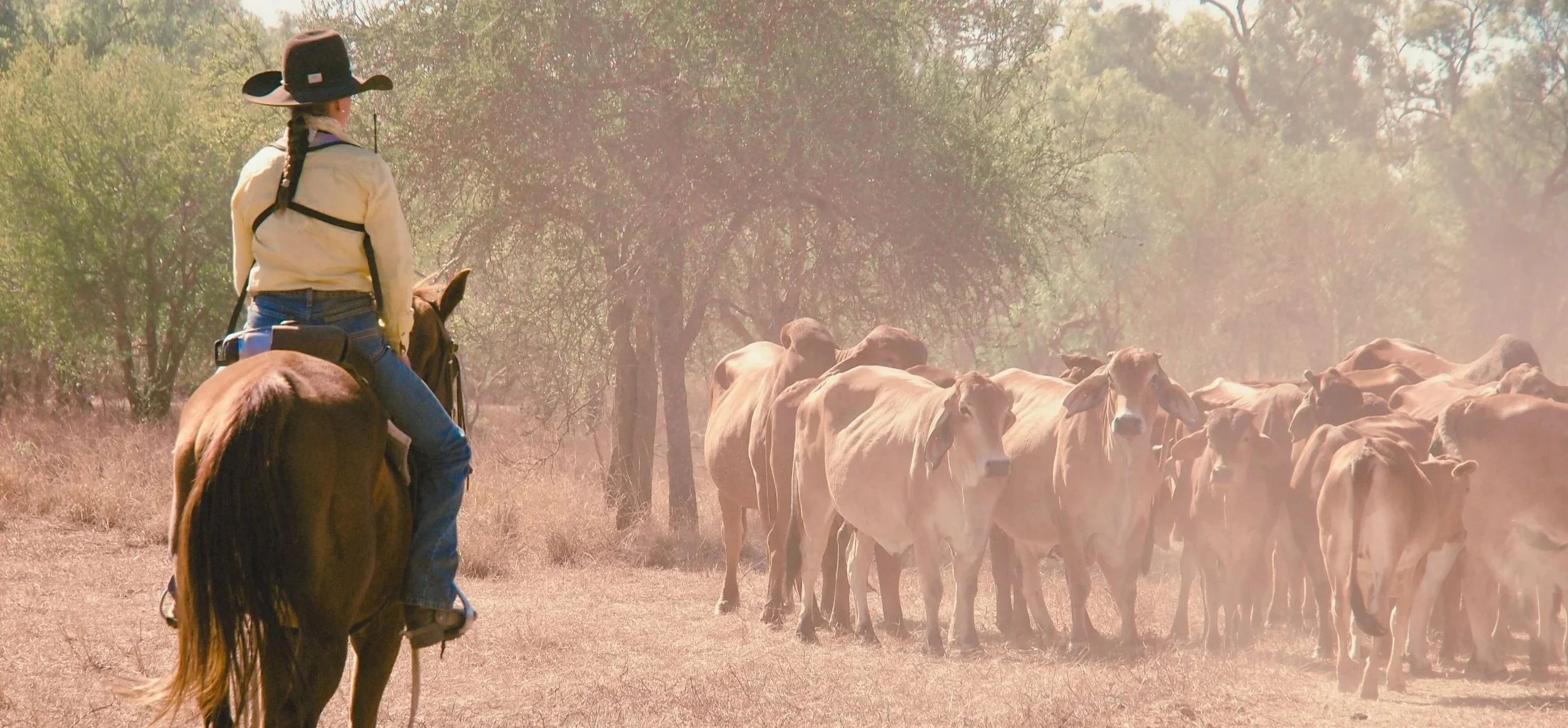 Mustering on horse back, holding a mob of cattle.