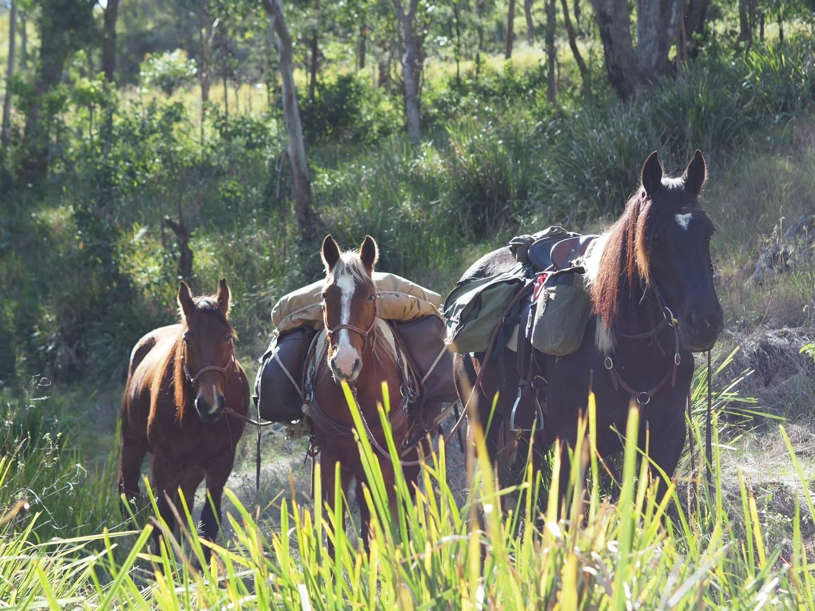 Three packhorses on the National Trail. Horse trekking Australia.
