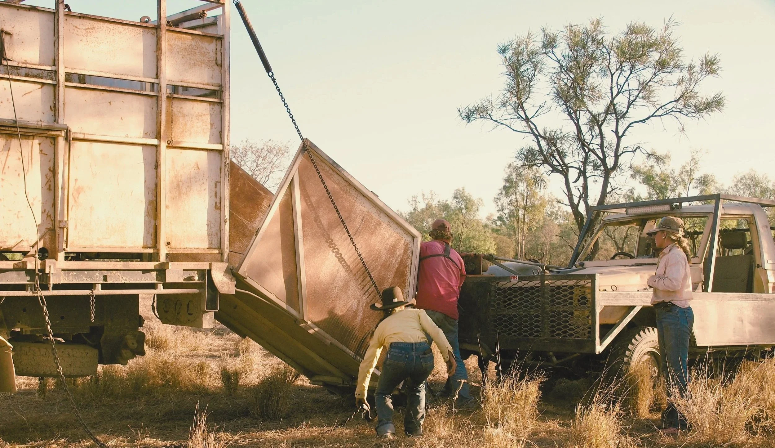 Station hands picking up, loading cattle onto bull truck.