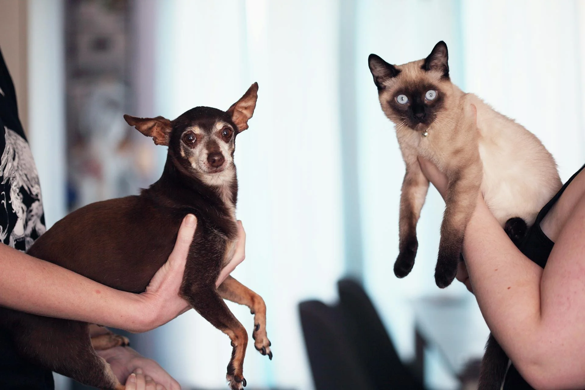Attention Pet Lovers: These Indoor Plants Are Toxic to Cats and Dogs