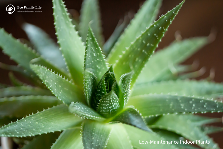 Best Low Maintenance Indoor Plants for Beginners Tips for Caring for Your Low Maintenance Plants