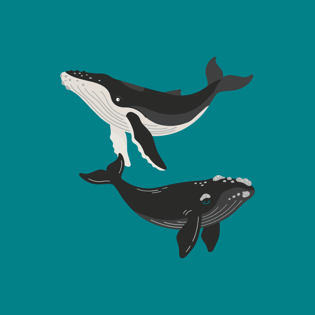 Whale season in Australia: when the whales head down under