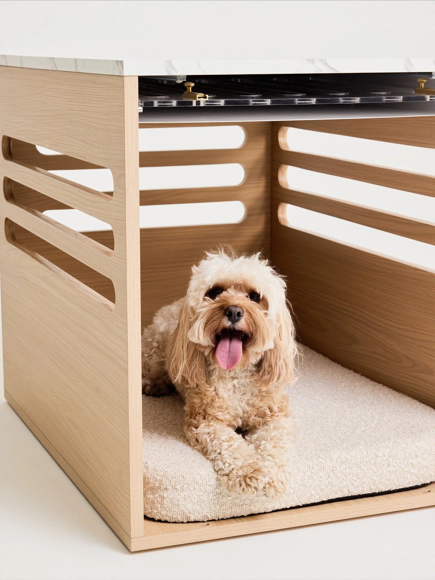 My baby honey girl for @koozipets 😭😭🤍🤍🤍 thank you for fulfilling my stage mom dreams, and incorporating honey in your recent shoot at the studio!! 🙂&zwj;&harr;️🤍 she (we) had SO much fun!🍯🤍