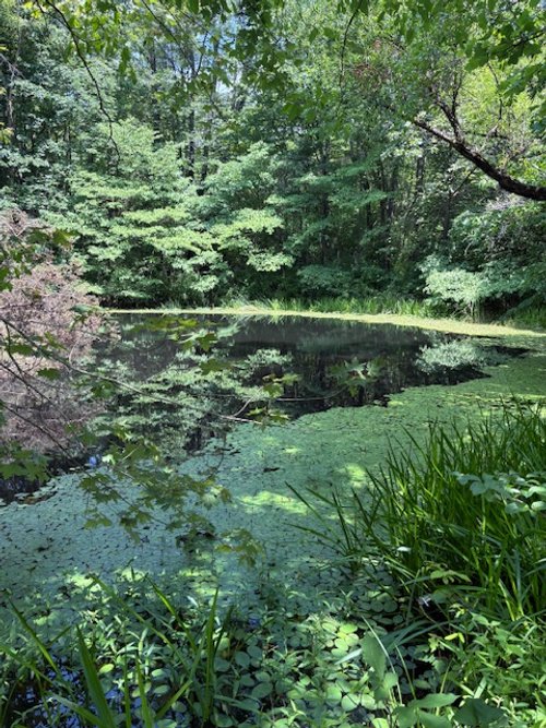 How the Shapes and Colors of Nature Quiet the Mind and Heal the Heart