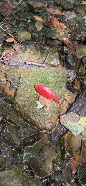 Why The Fall Season in the Forest Heals You Differently