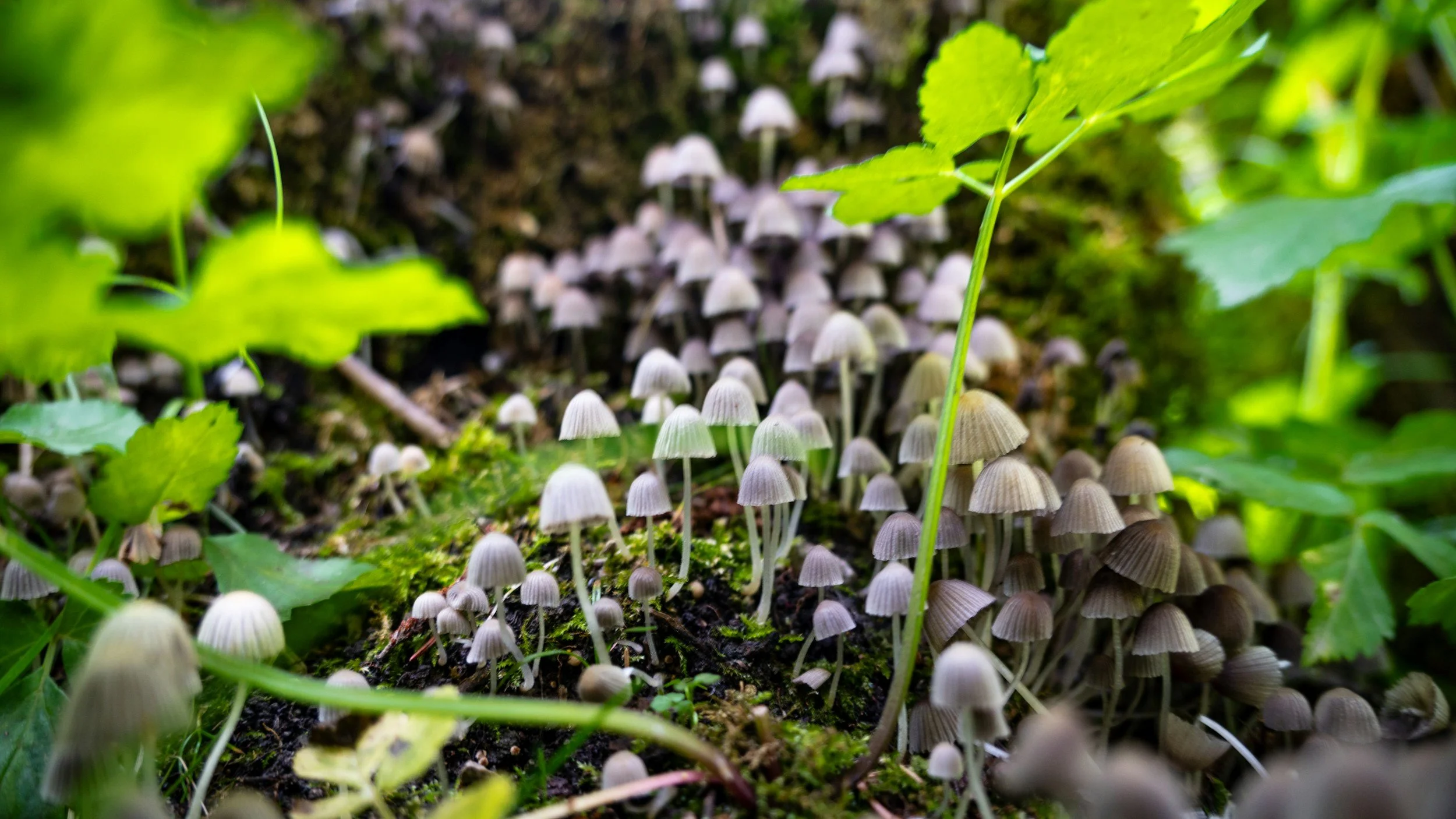 Wonderment and Forest Bathing.