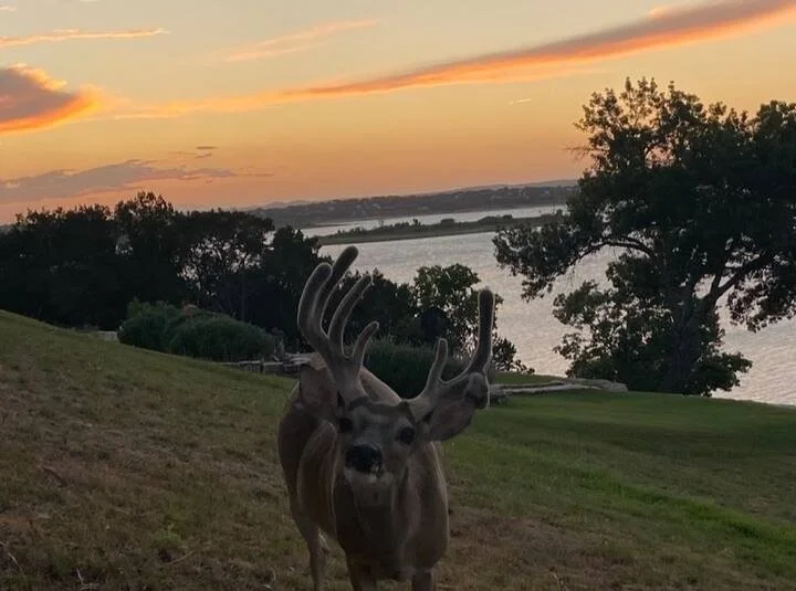 Texas Hill Country Whitetail Deer with a sunset.jpg
