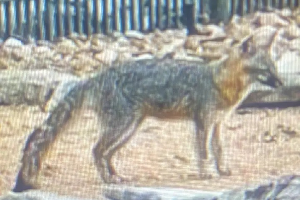 Texas Wildlife.png