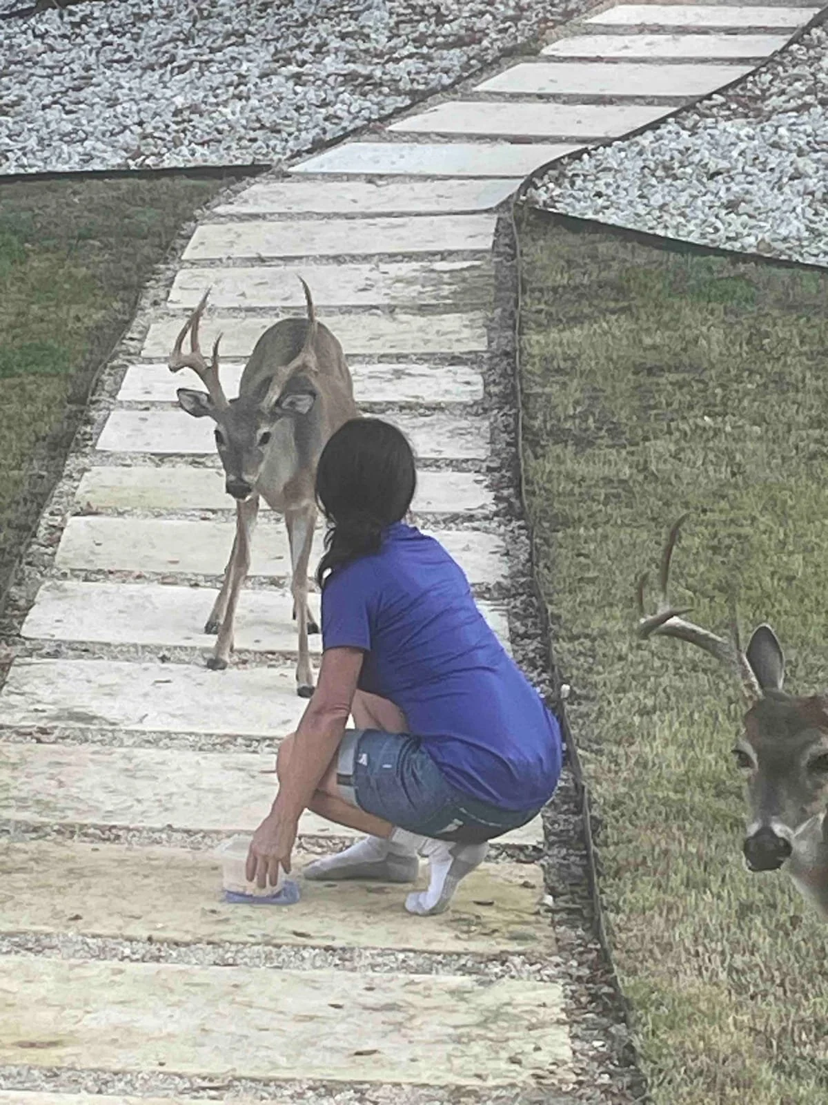Curious Deer.jpg