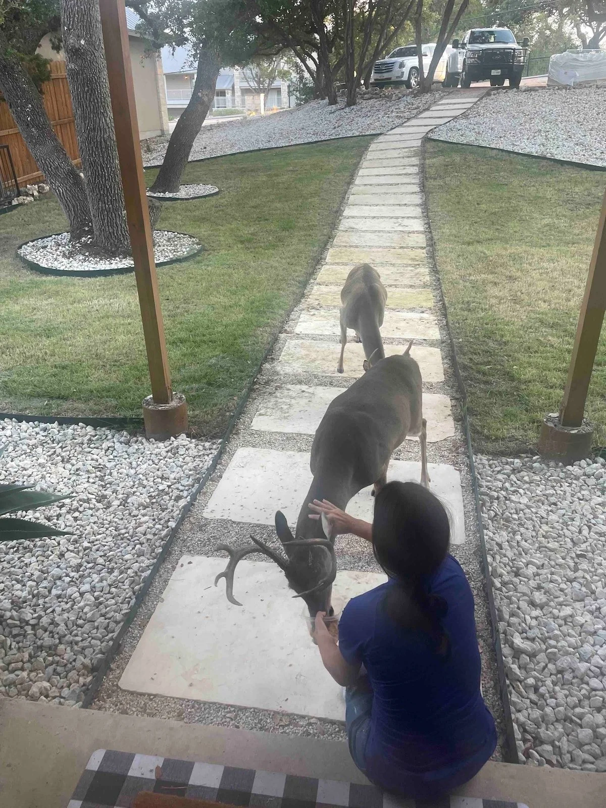 animals 2.jpg