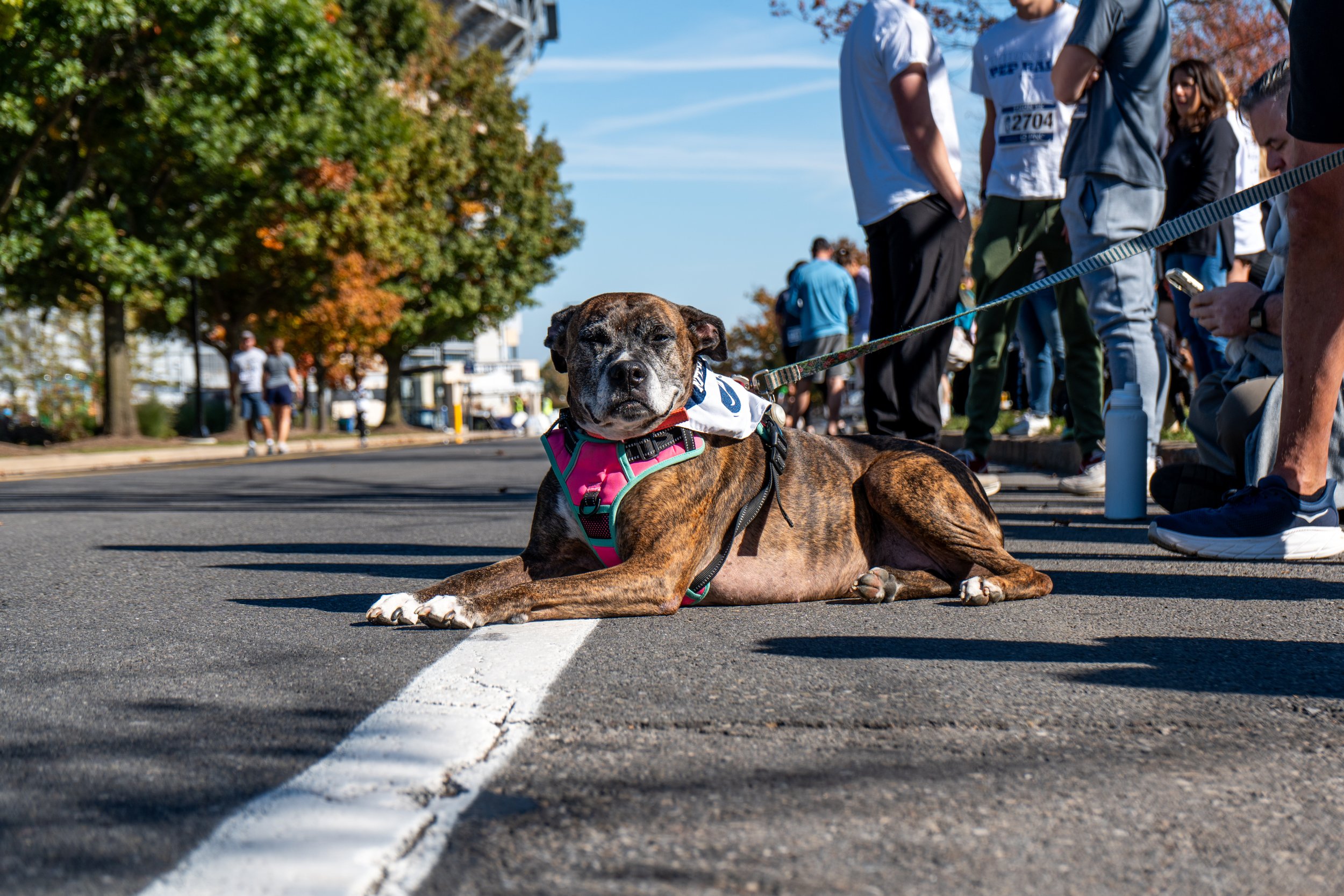 A dog sits at the start of the race course at the 2024 THON 5K on Sunday, Oct. 20, 2024, in University Park, Pa.