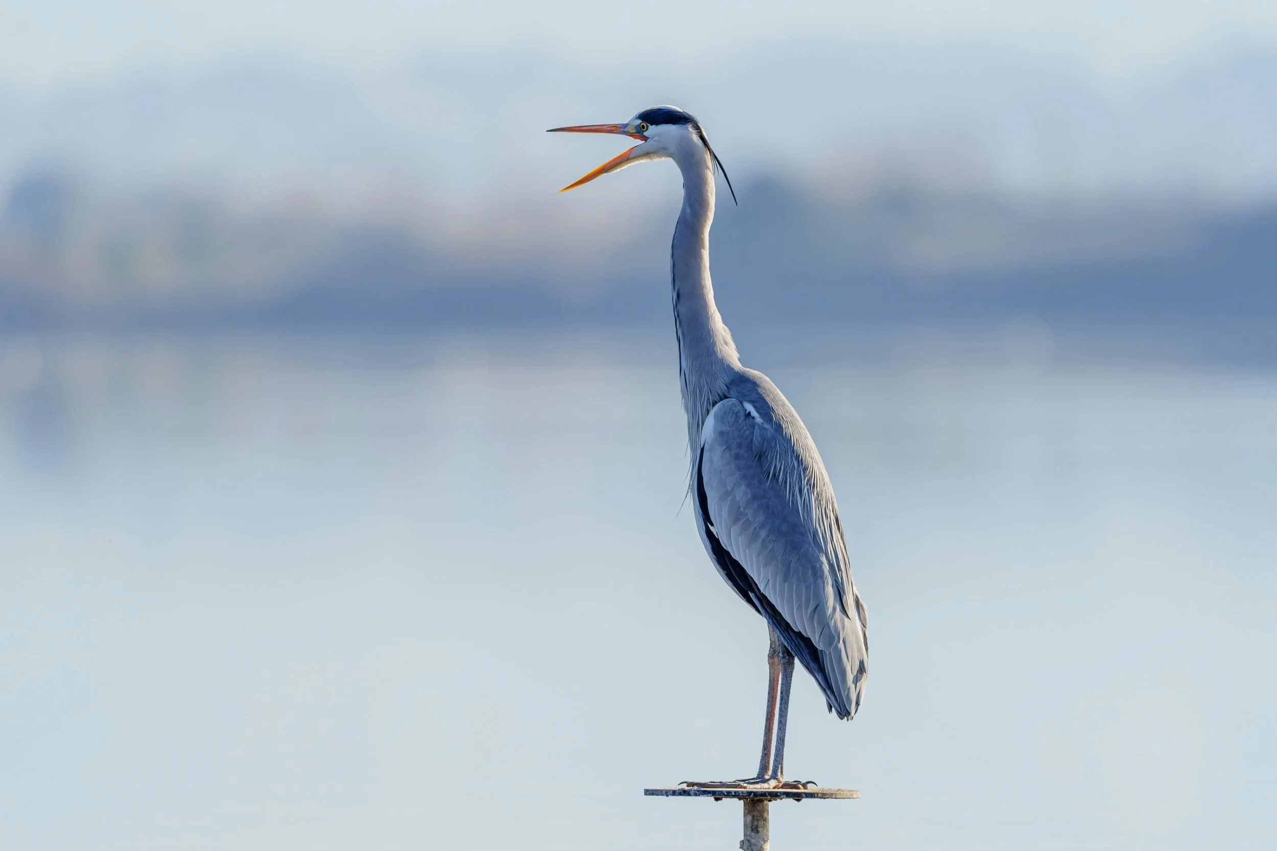 Uwaga na fałszywe wezwania do uiszczenia opłat za rejestrację znaku towarowego
