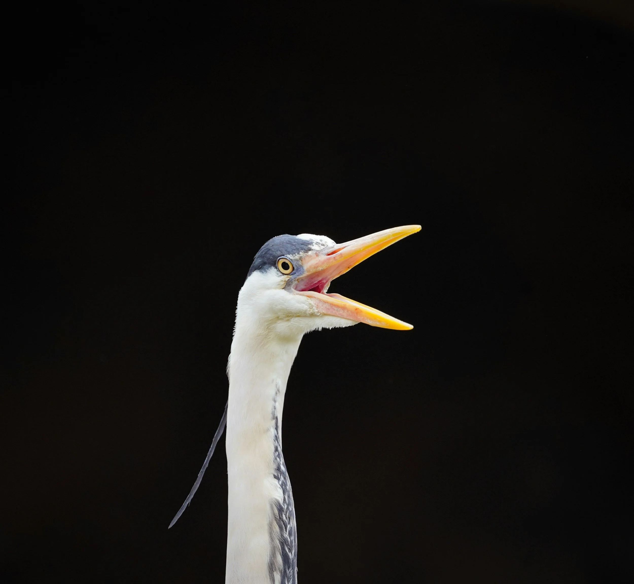 Beware of Fake Payment Requests for Trademark Registration