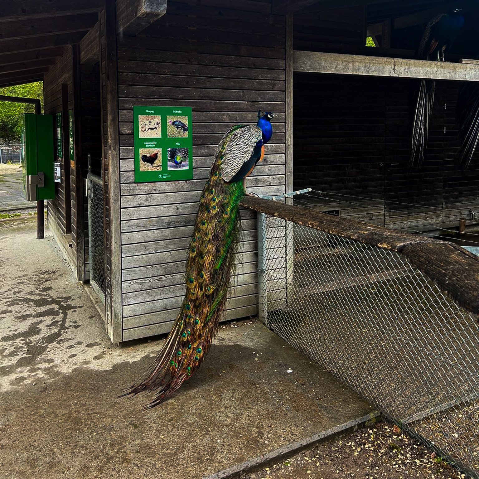 Pfau vor dem Schweinestahl im Roggenhausen